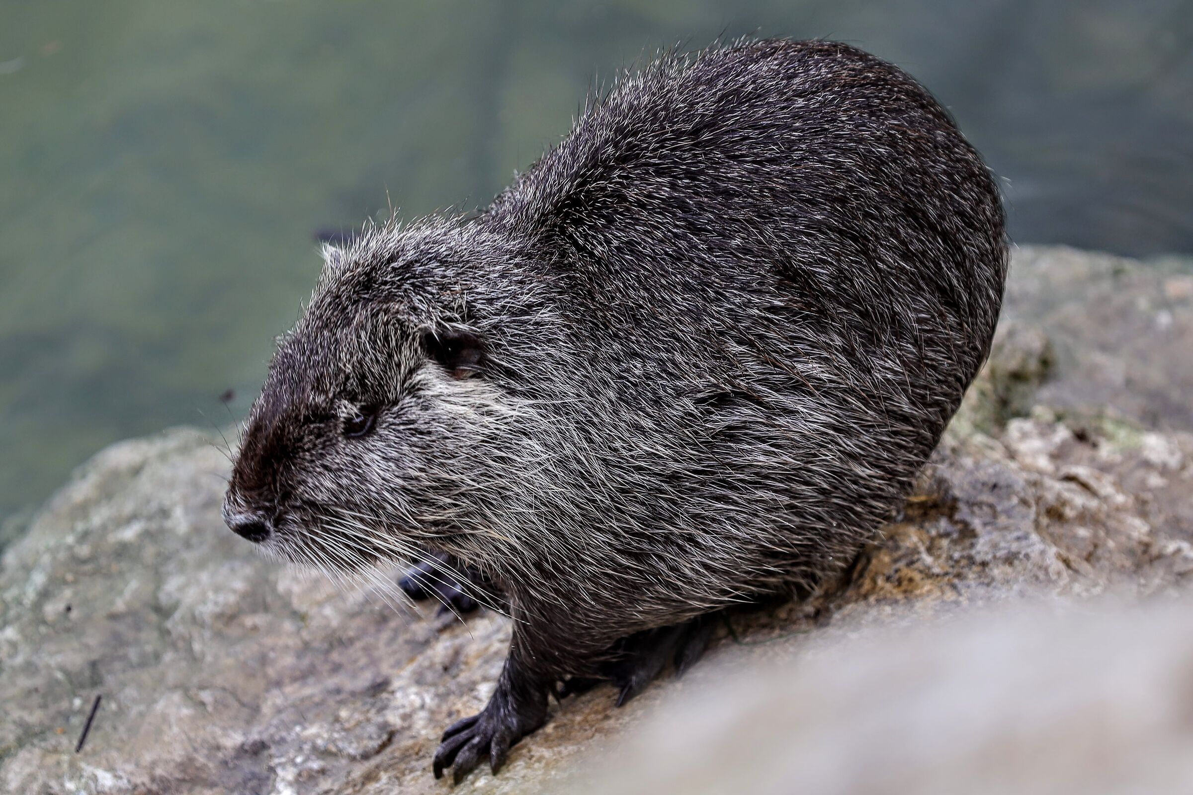 Nutria