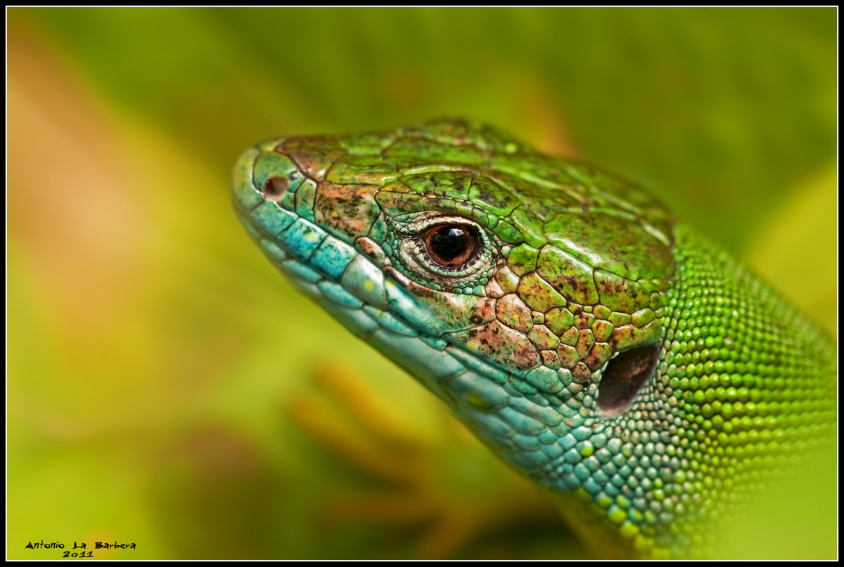 Lacerta viridis