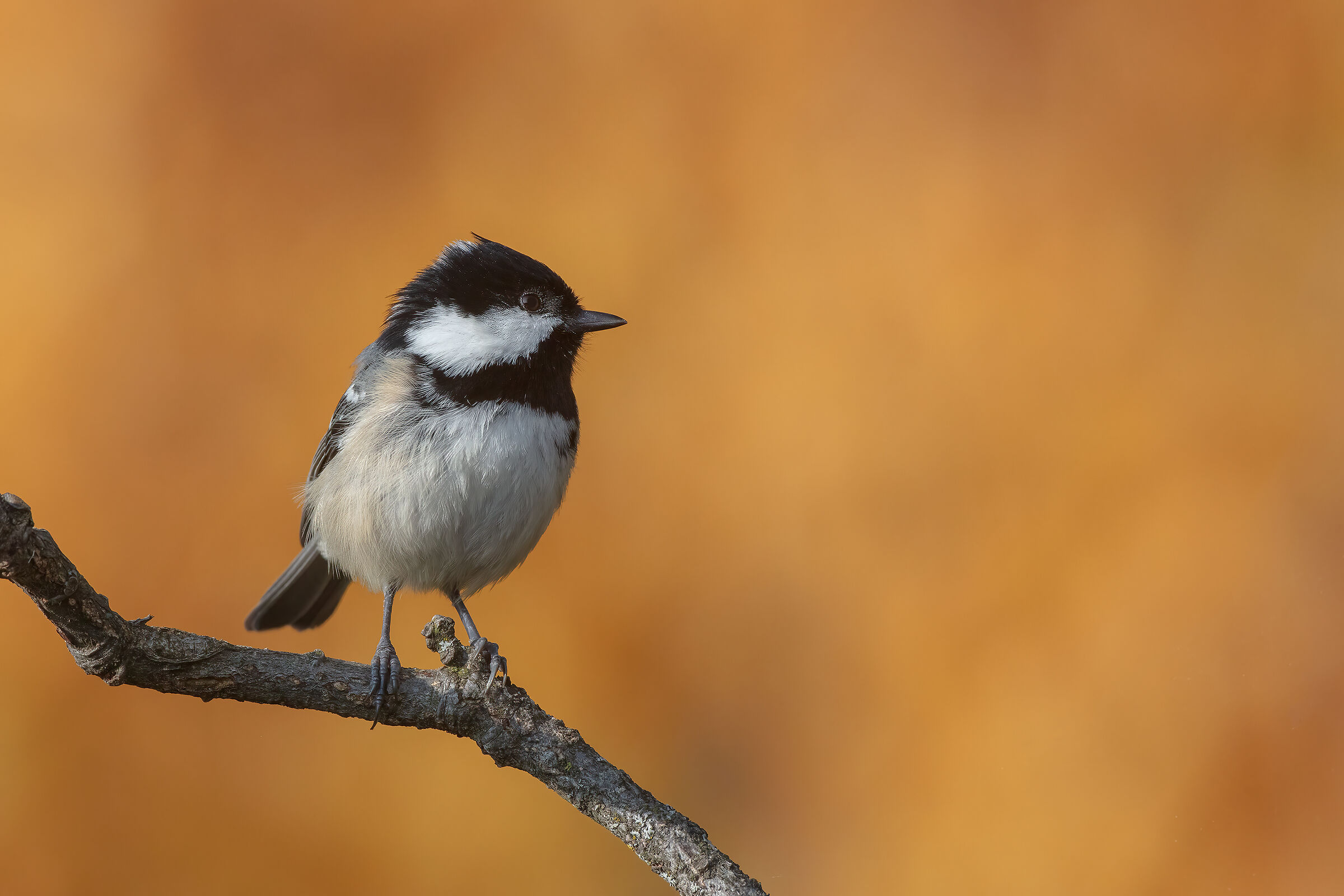 Cincia mora su sfondo di betulle autunnali