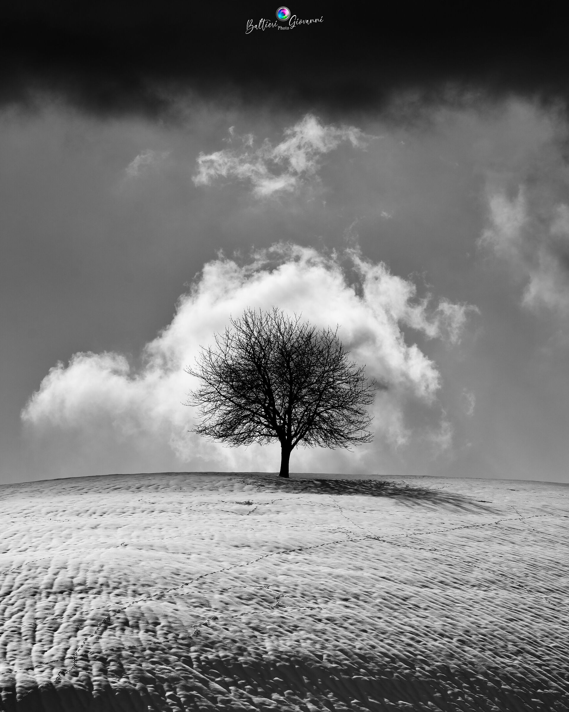 Lonely tree