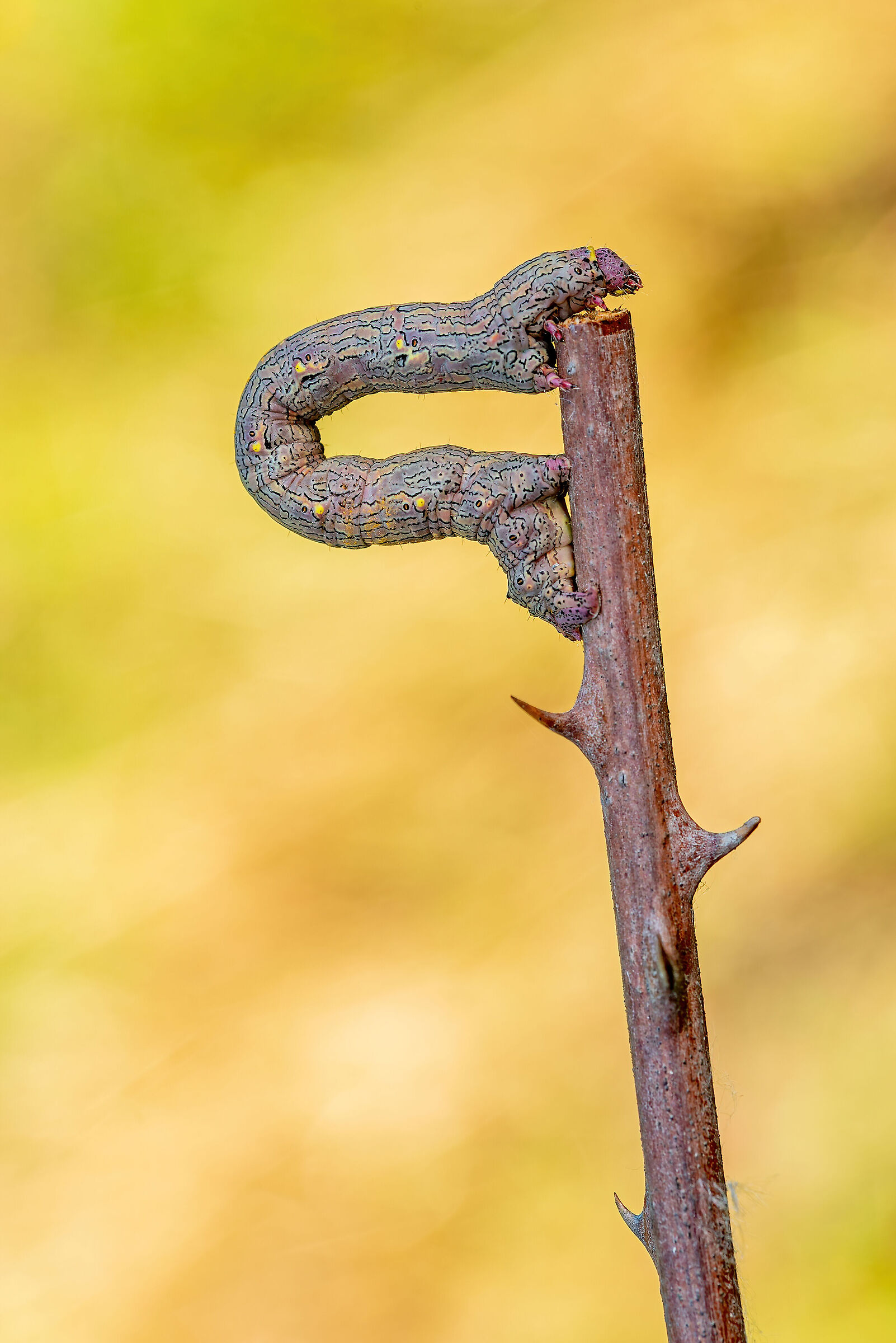Lycia hirtaria Caterpillar