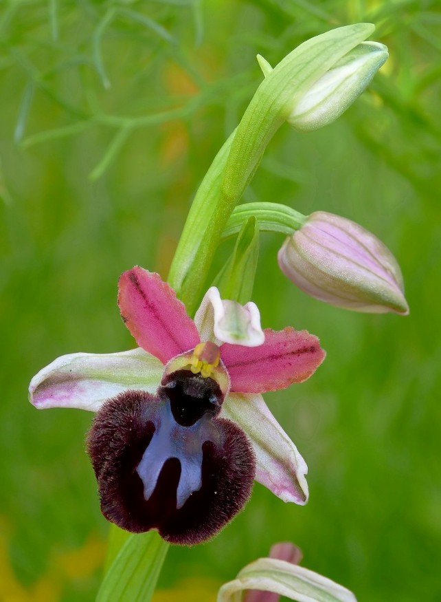 Ophrys sipontensis