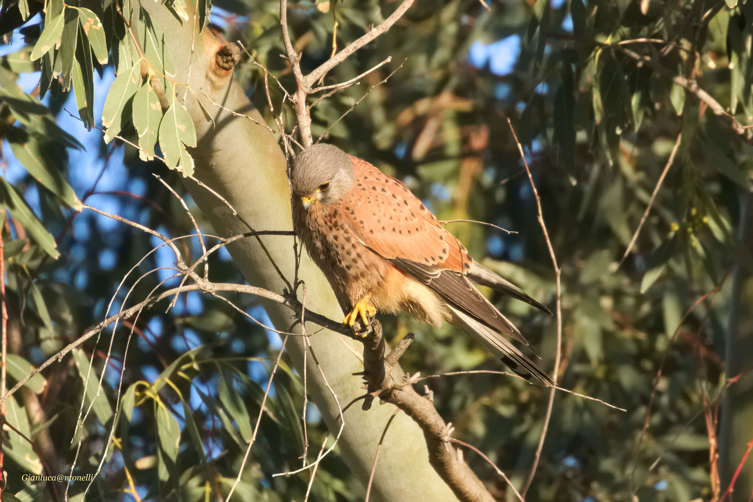 Kestrel