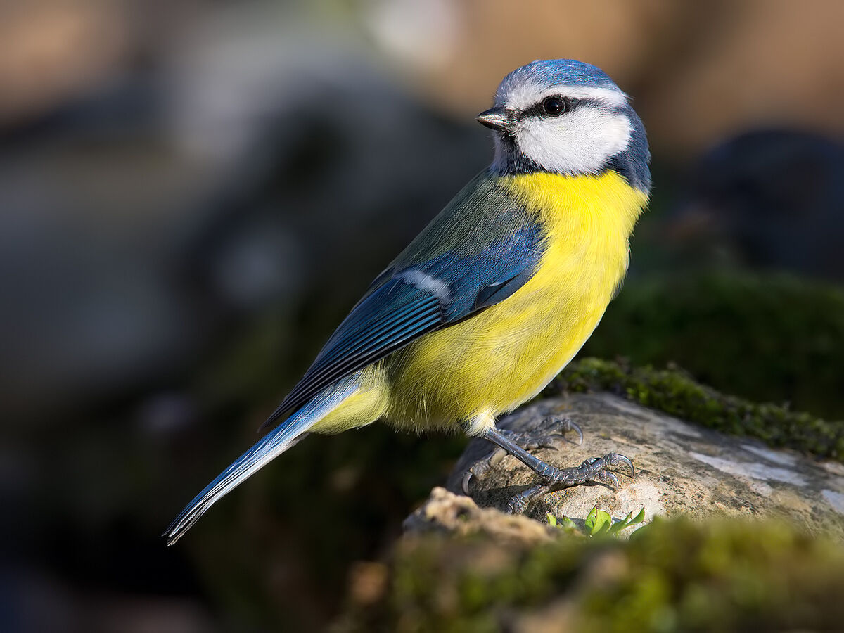 Mr Cinciarella (Parus caeruleus).