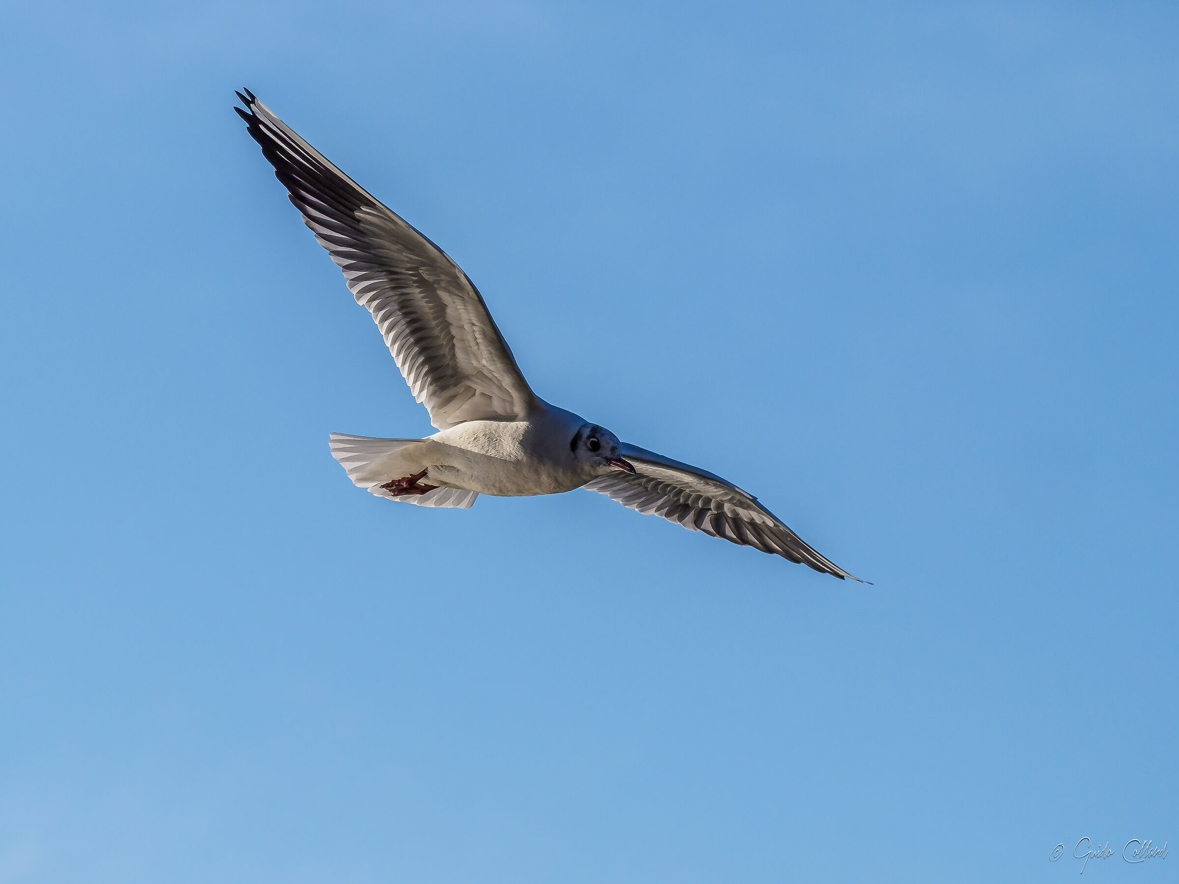 Seagulls in flight