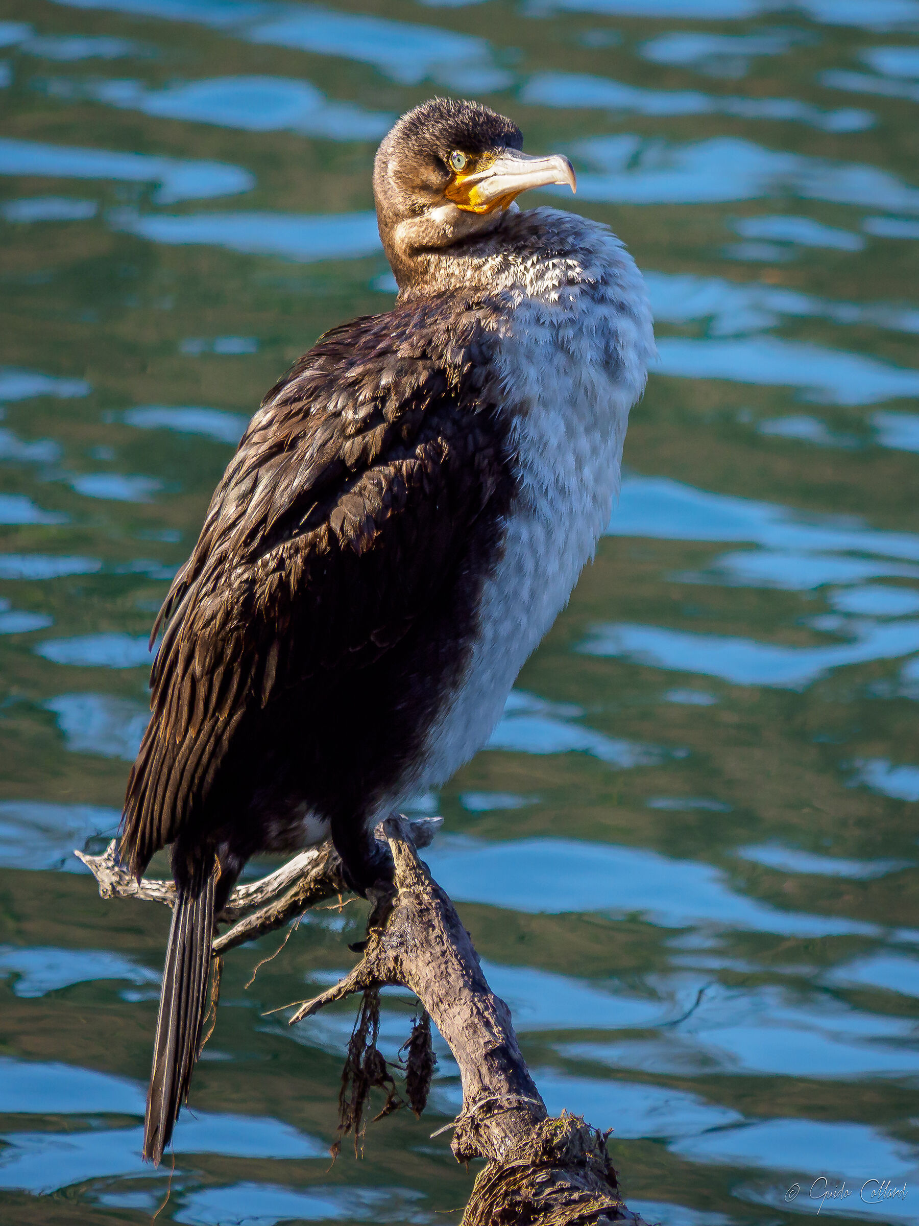 Cormorant in lookout