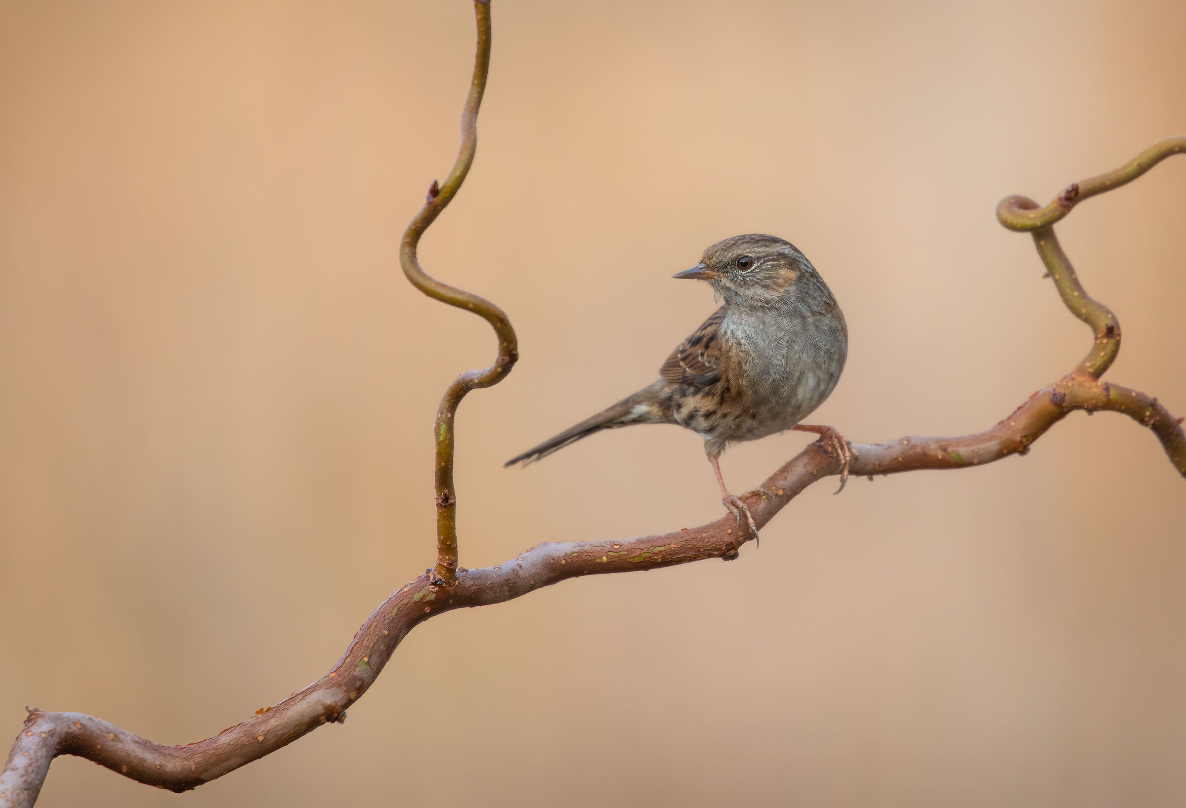 Scopaiola in elegant pose