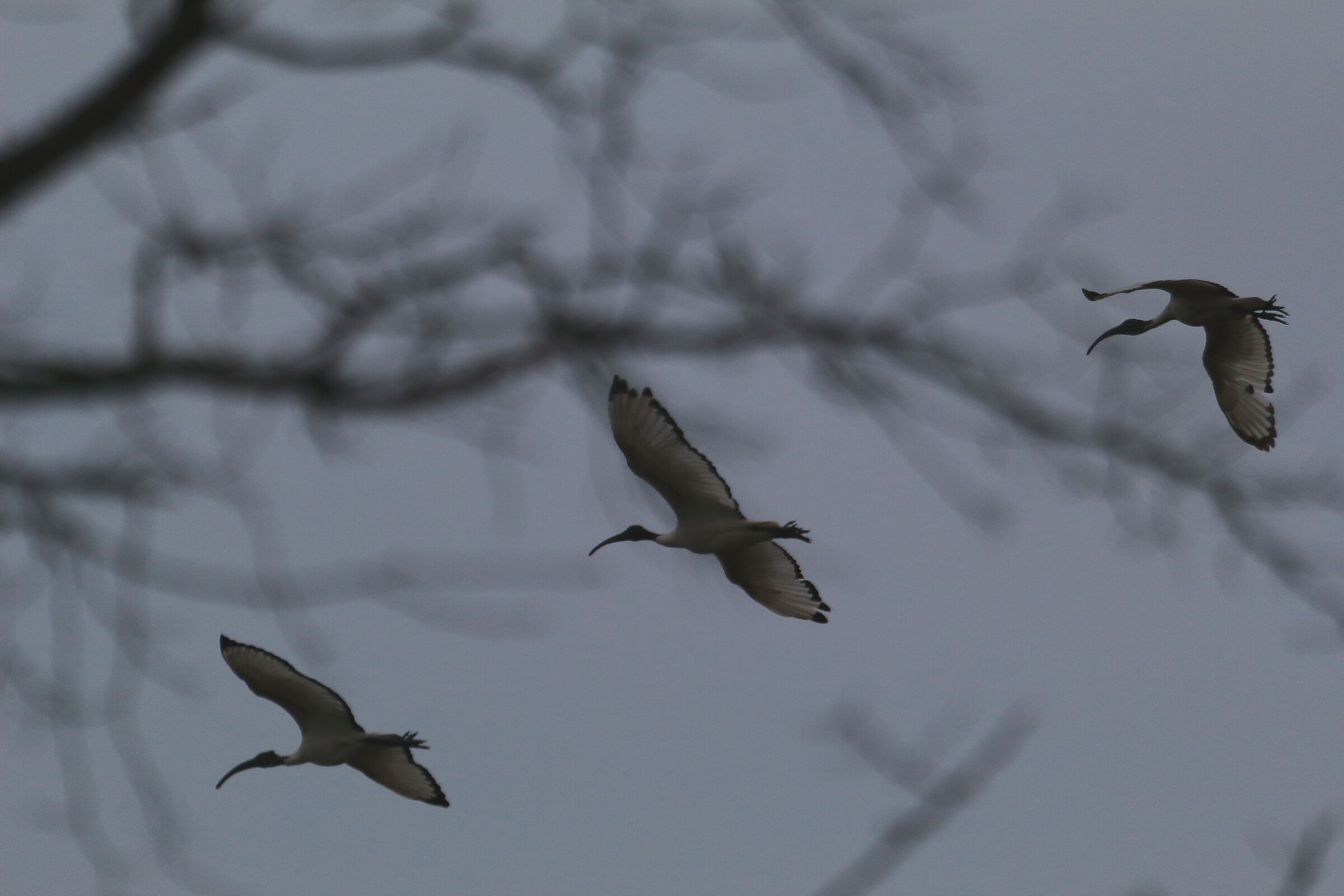 Tris di Ibis