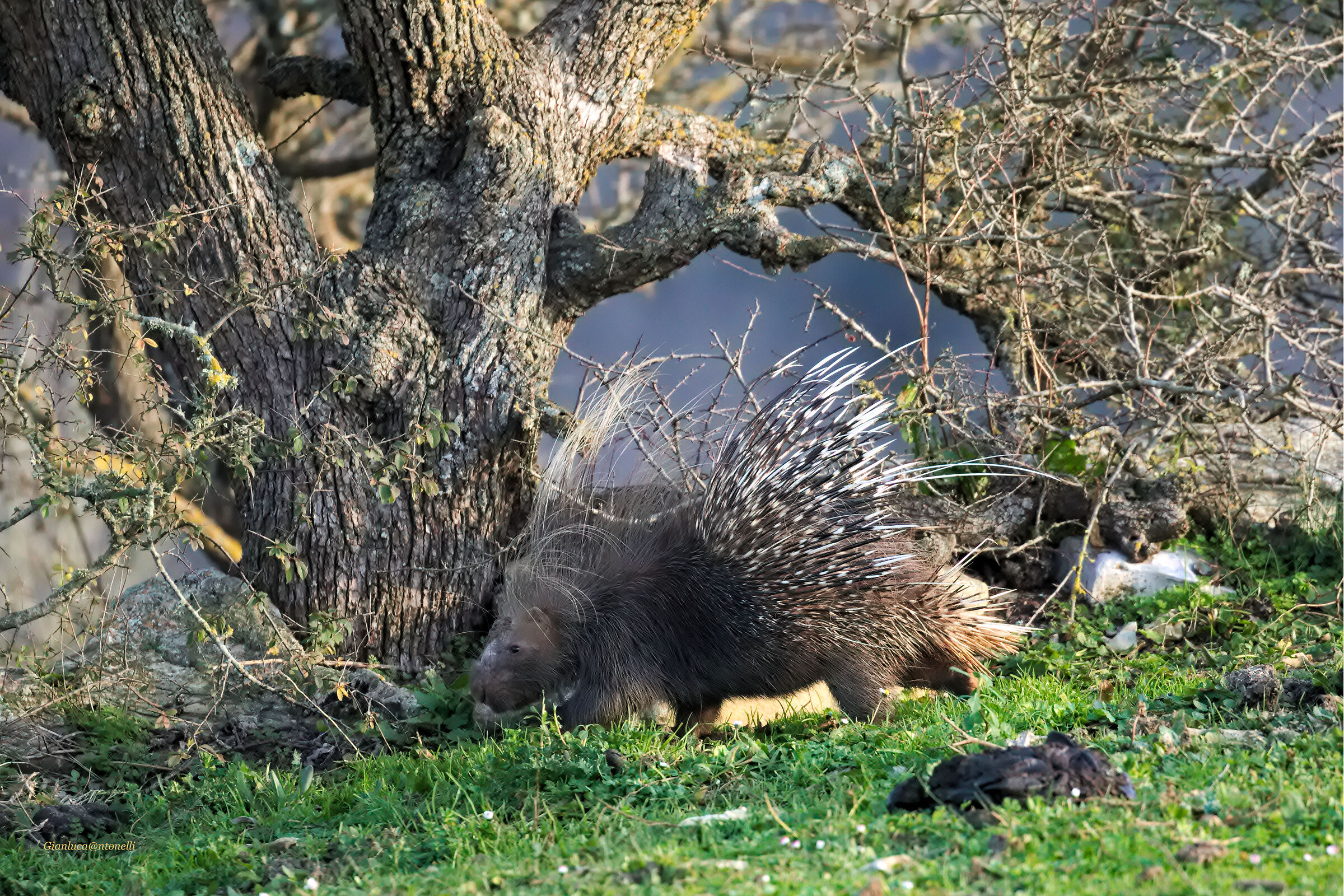 Hedgehog