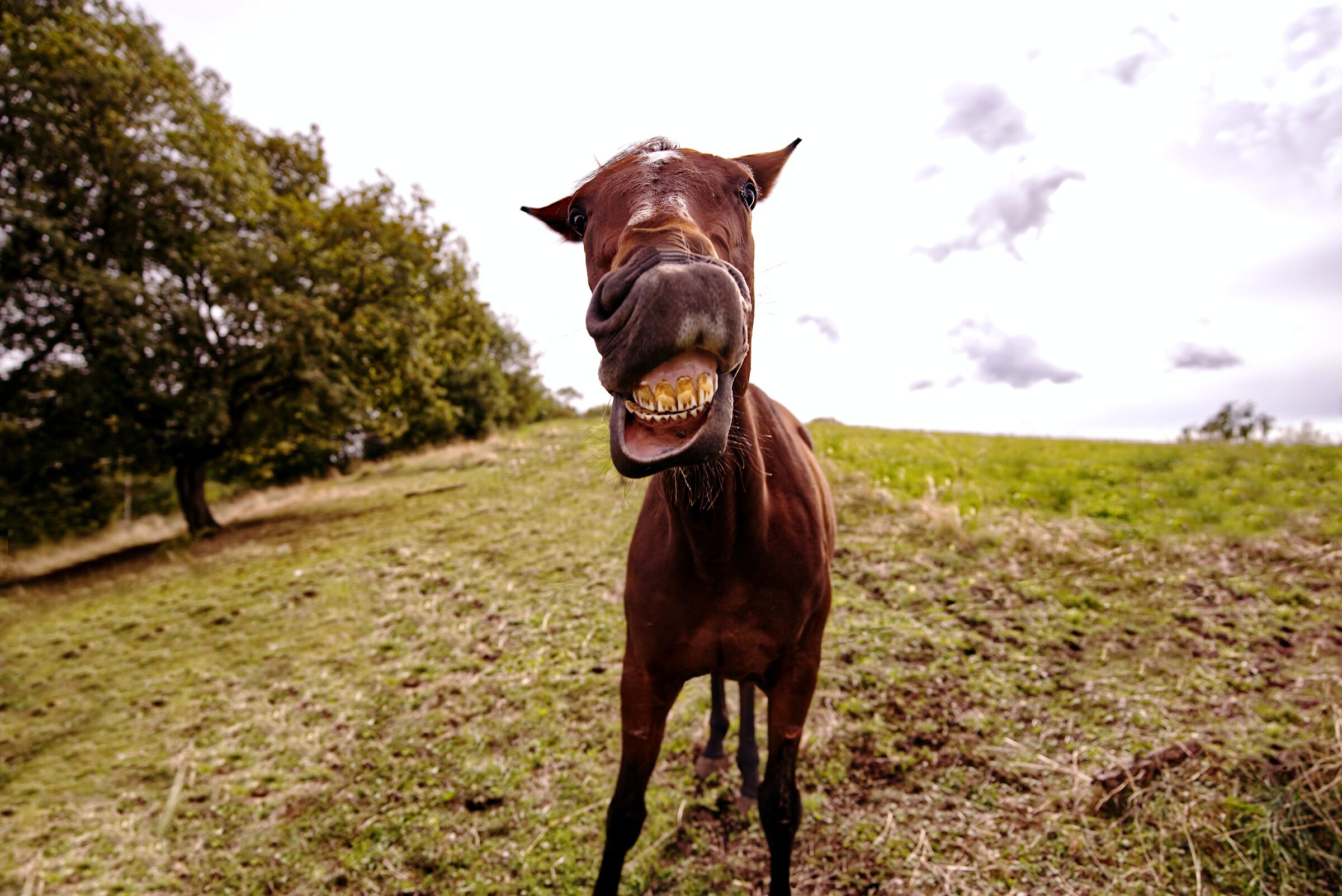 THE LAUGH OF A HORSE