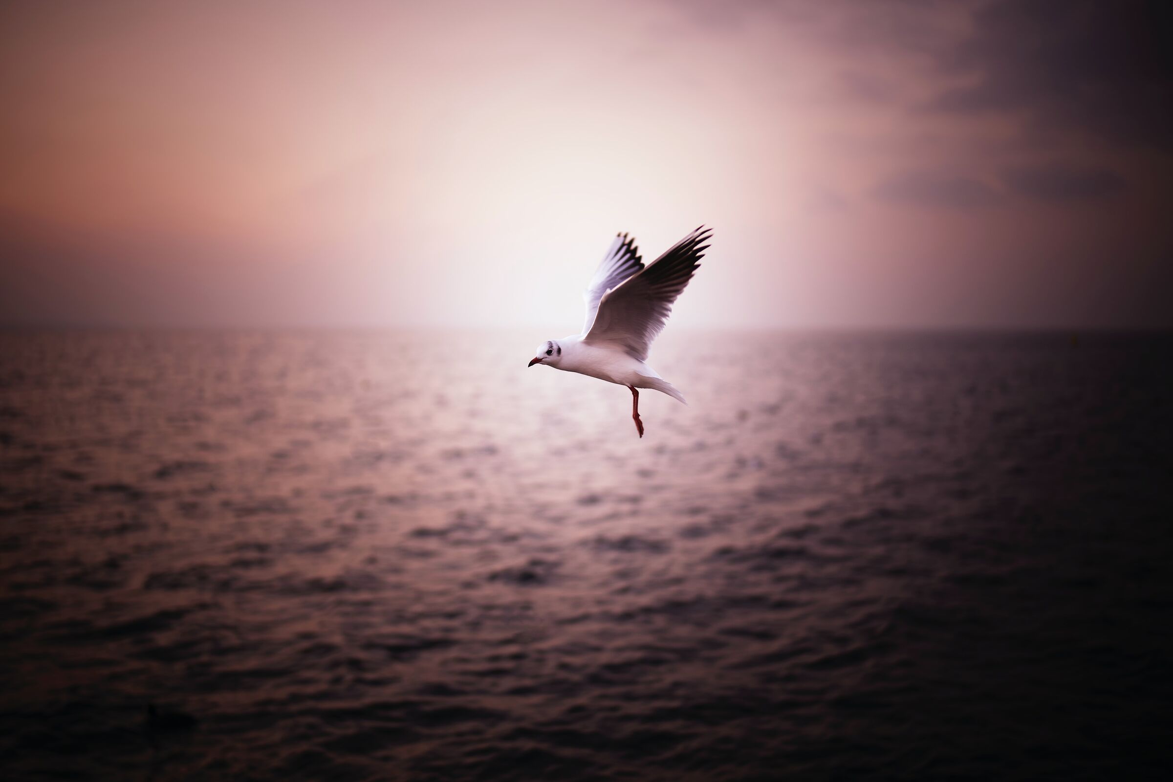 THE FLIGHT