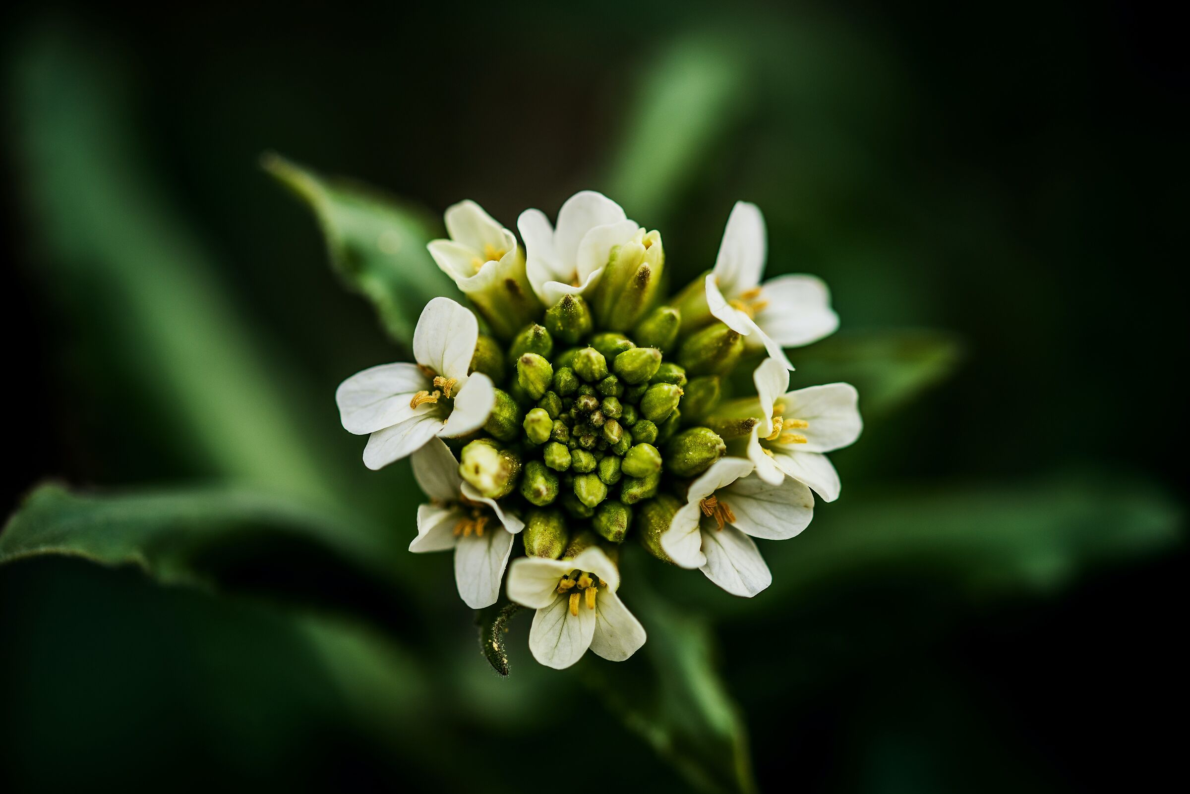 THE FLOWER IN ITS SPLENDOR