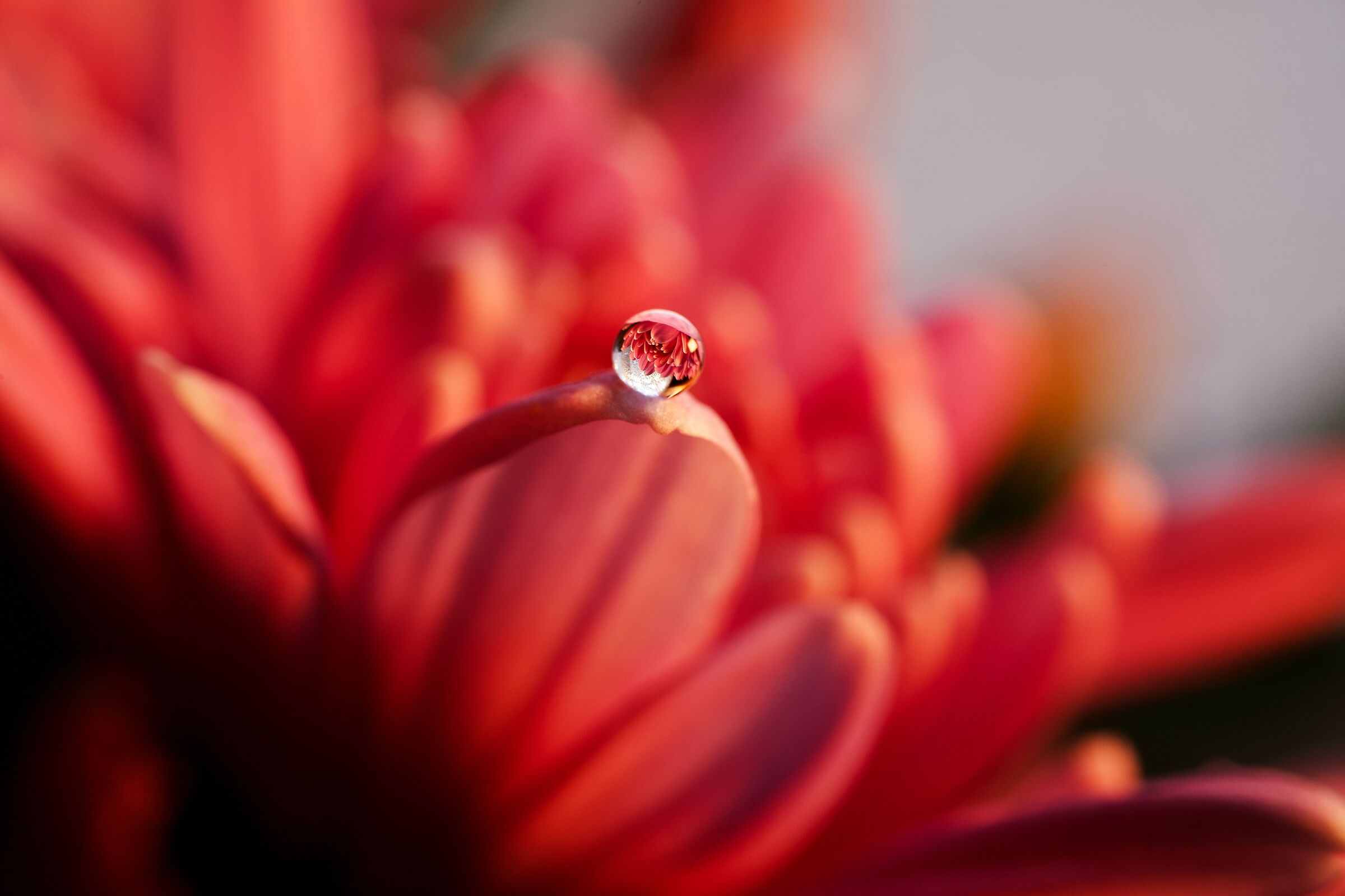 THE REFLECTION IN THE DROP