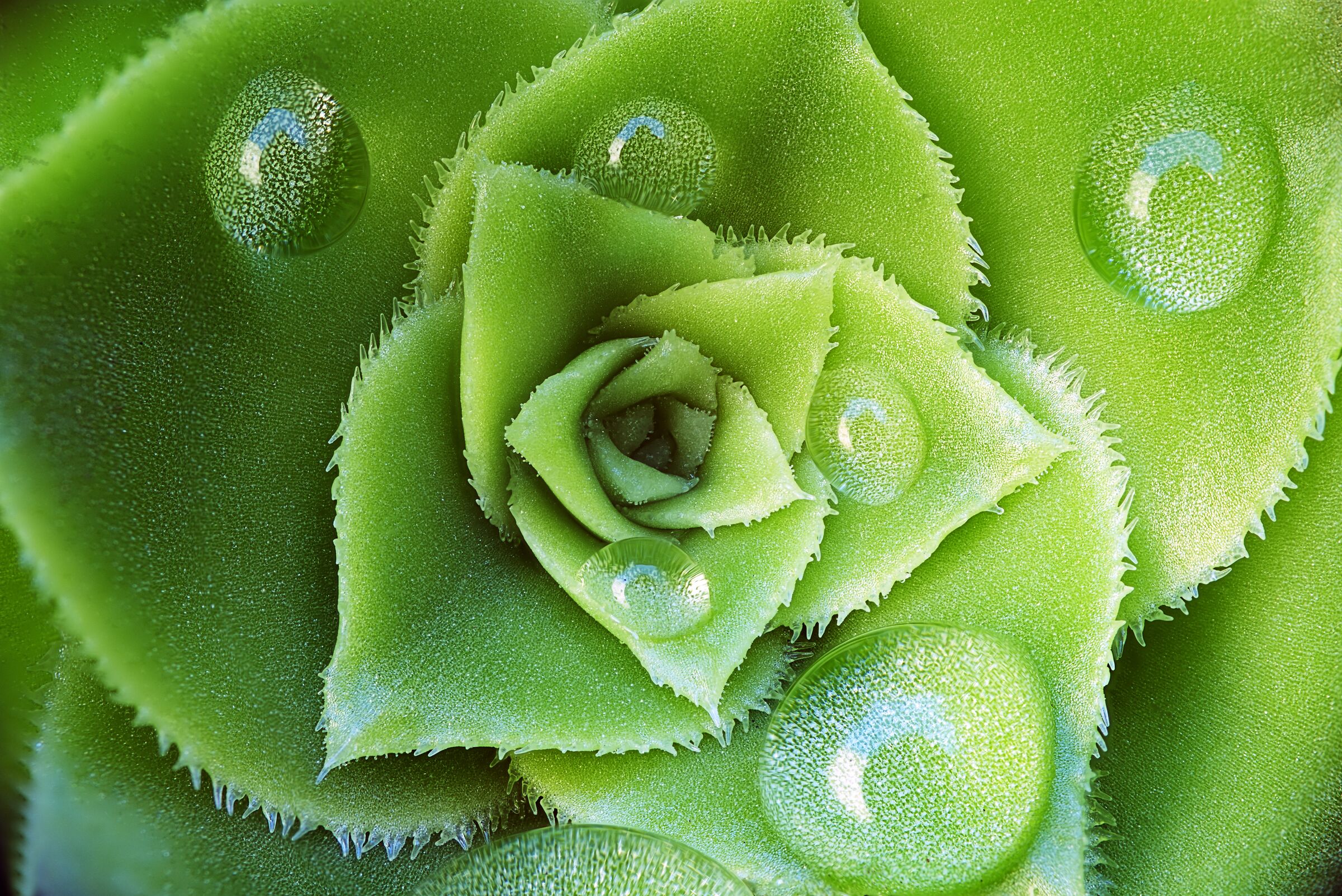 THE DETAIL OF A FLOWER