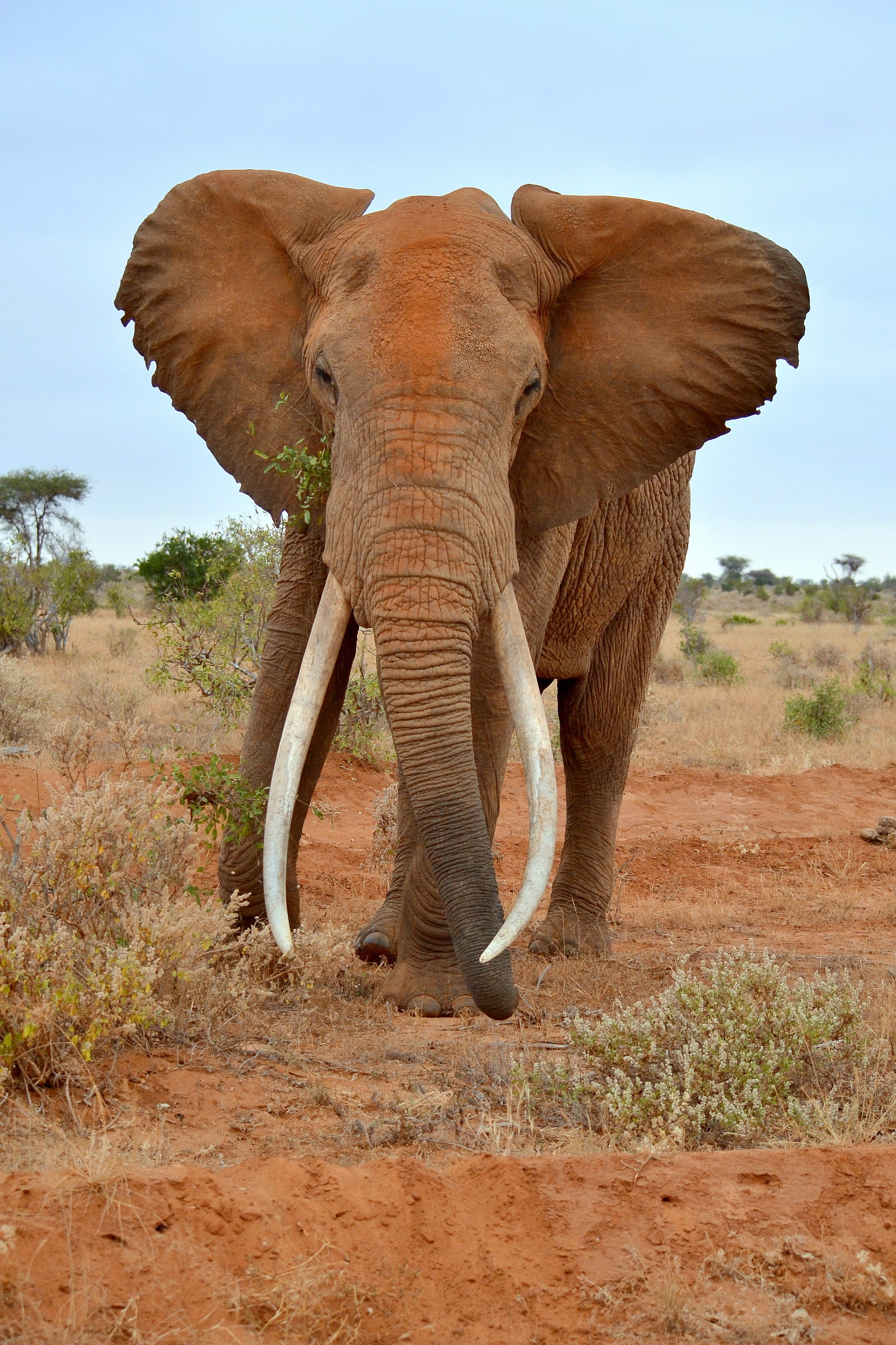 l'elefante rosso del Kenya