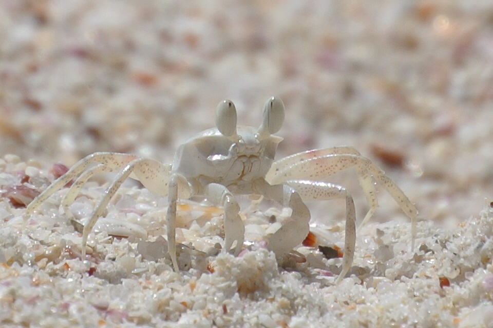 granchietti delle Seyschelles