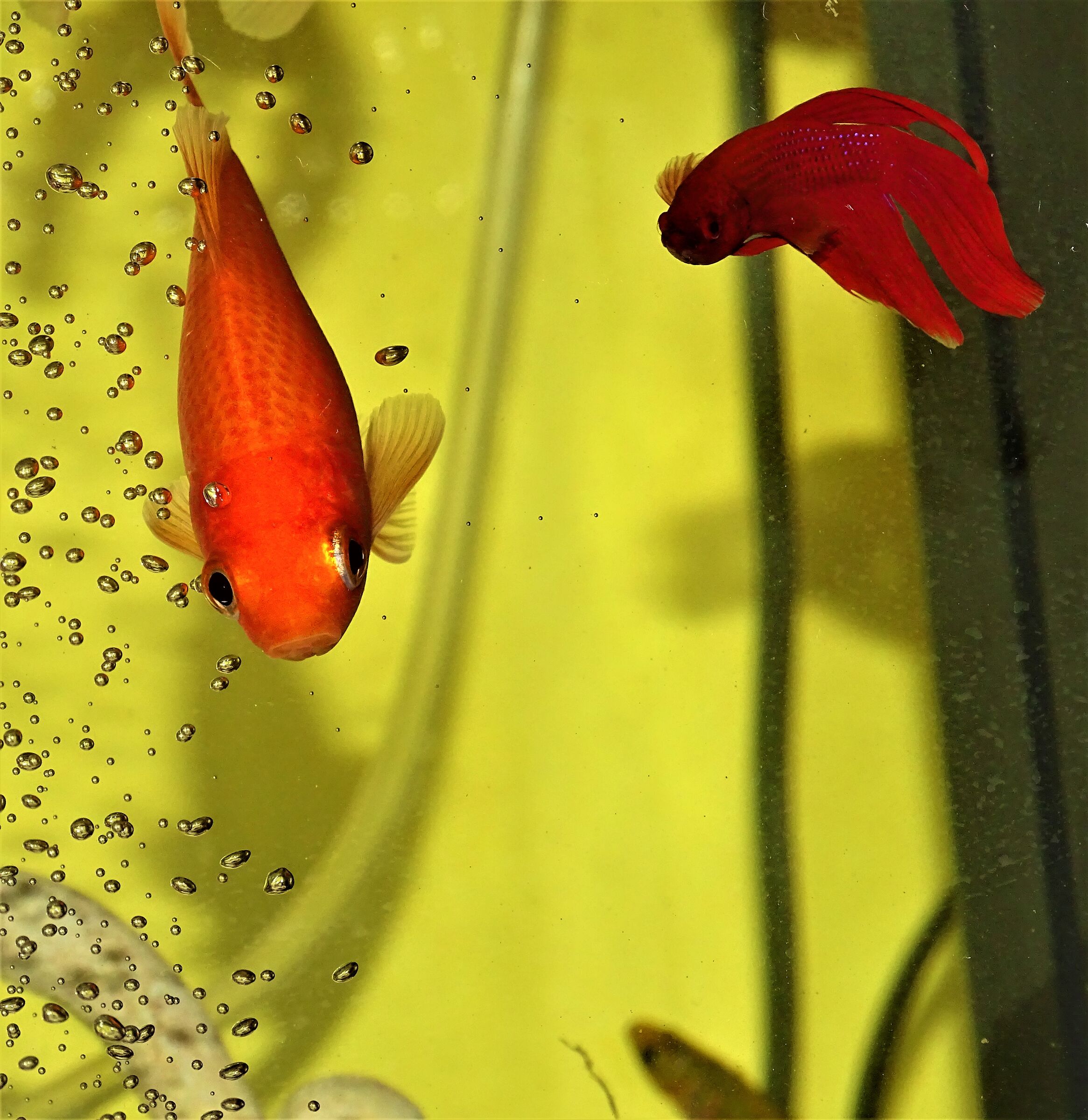 pesci d'acqua dolce..