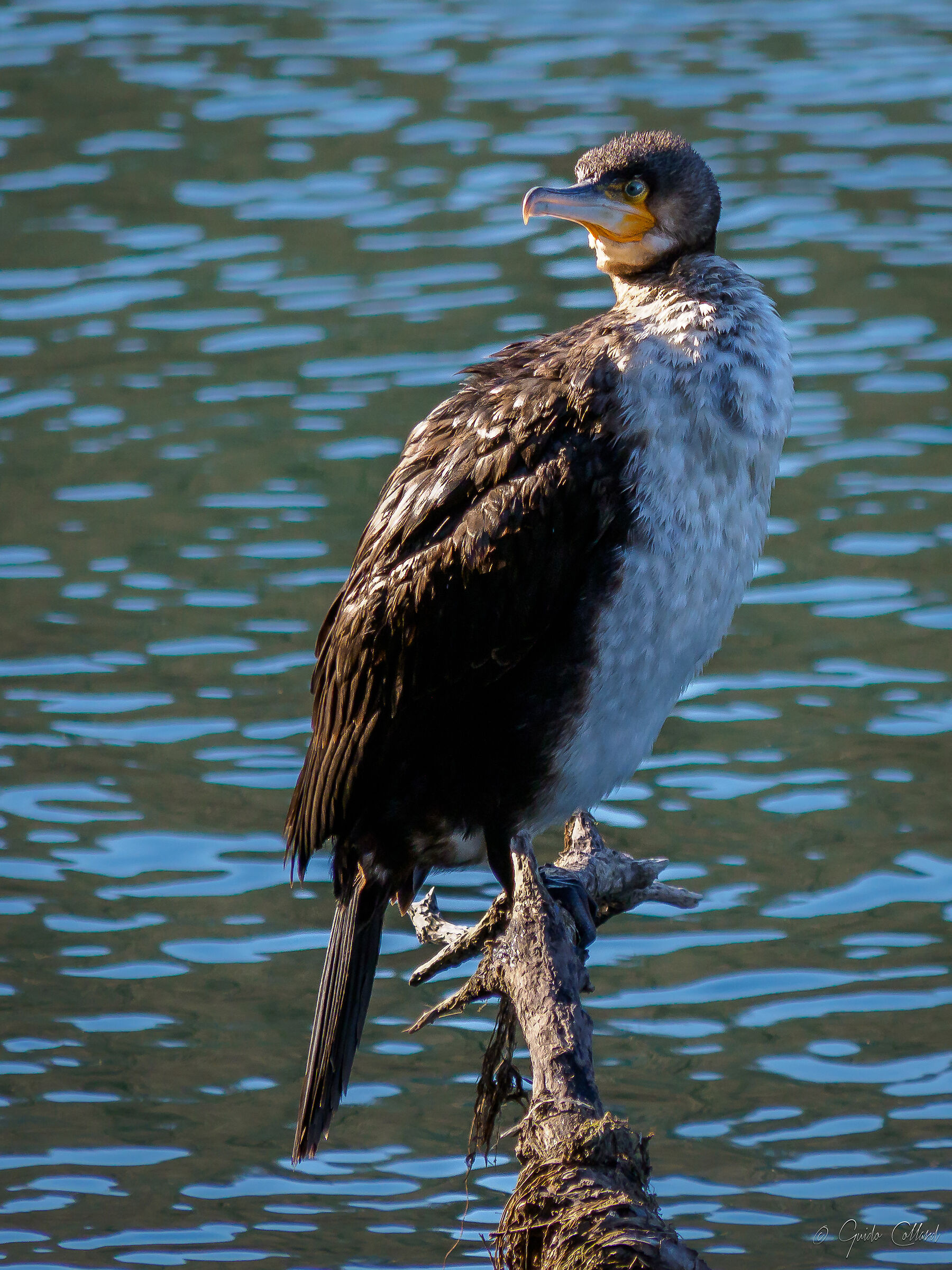 Cormorant