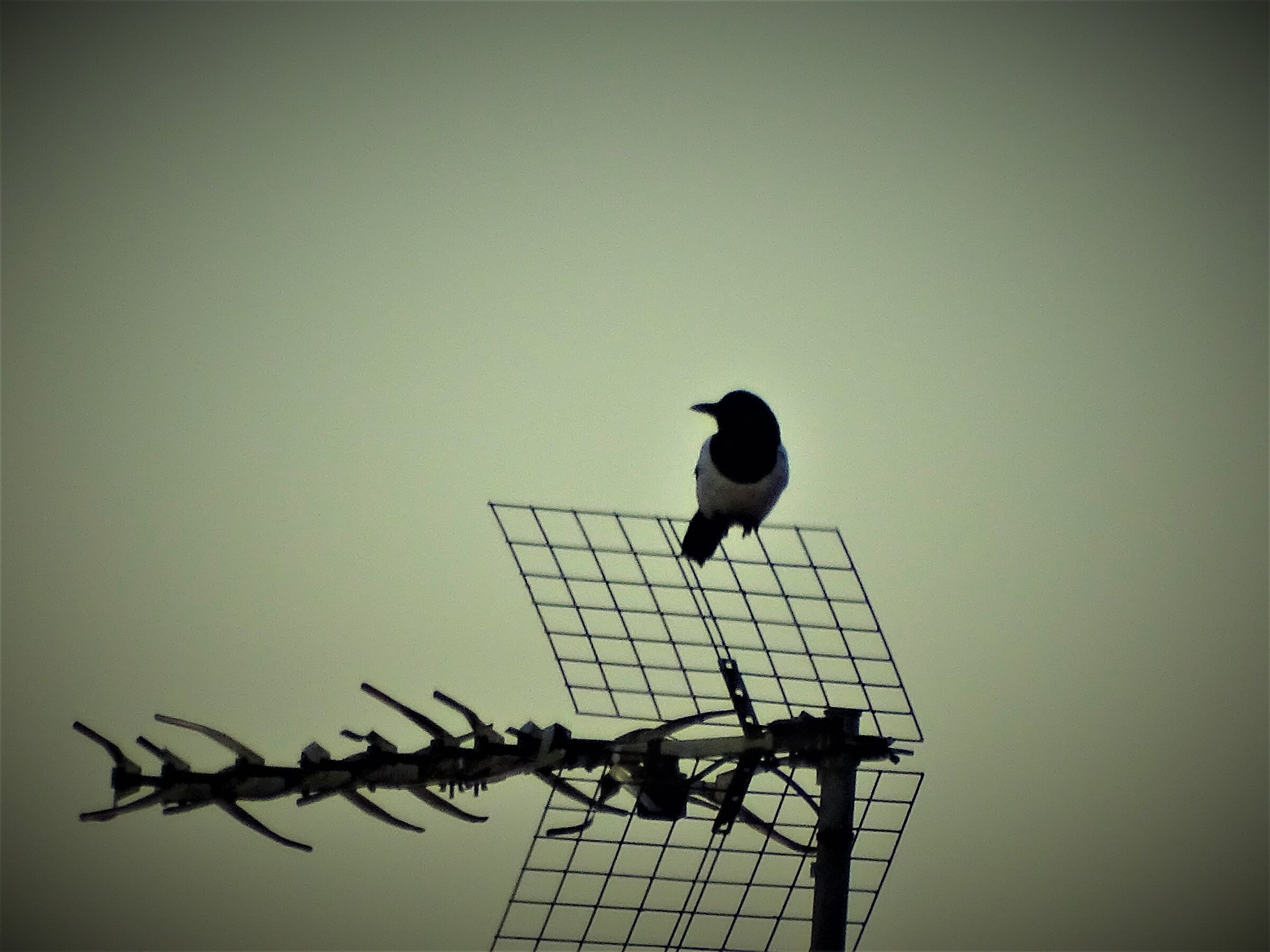 controllo ricezione antenna tv..