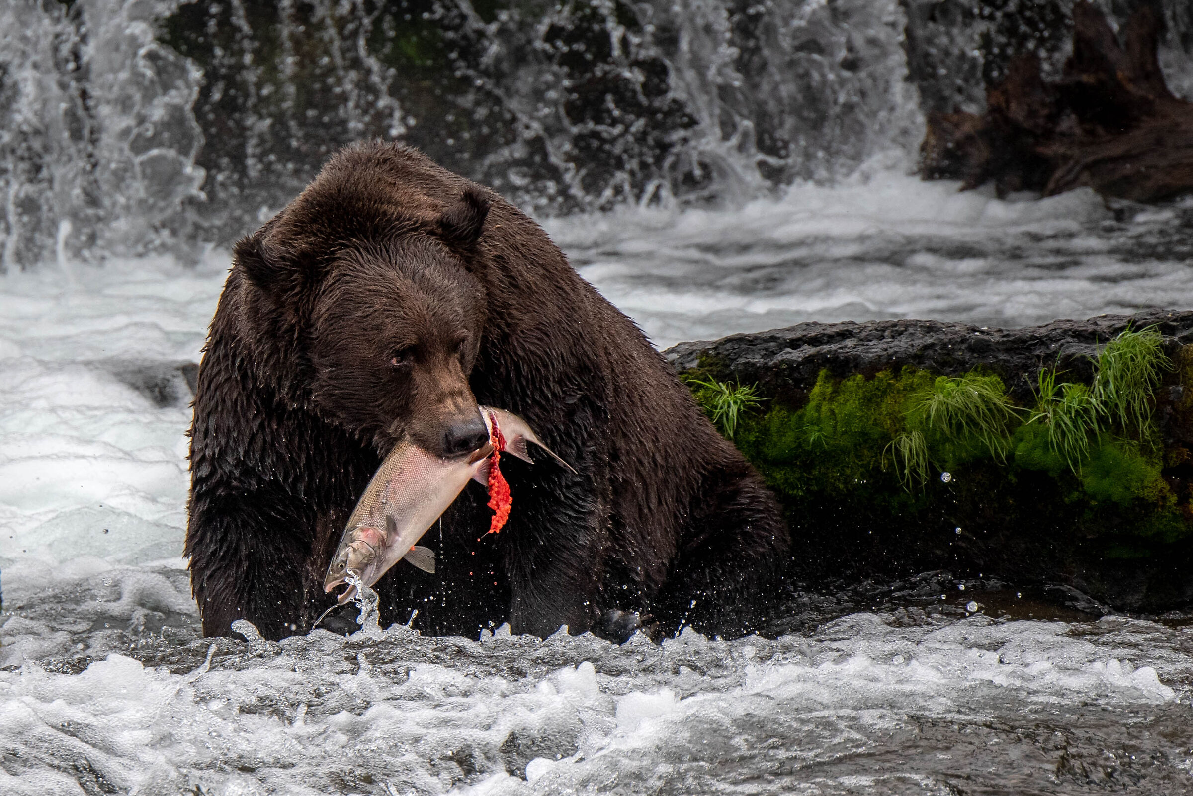 Brooks Falls- Katmai NP- Alaska