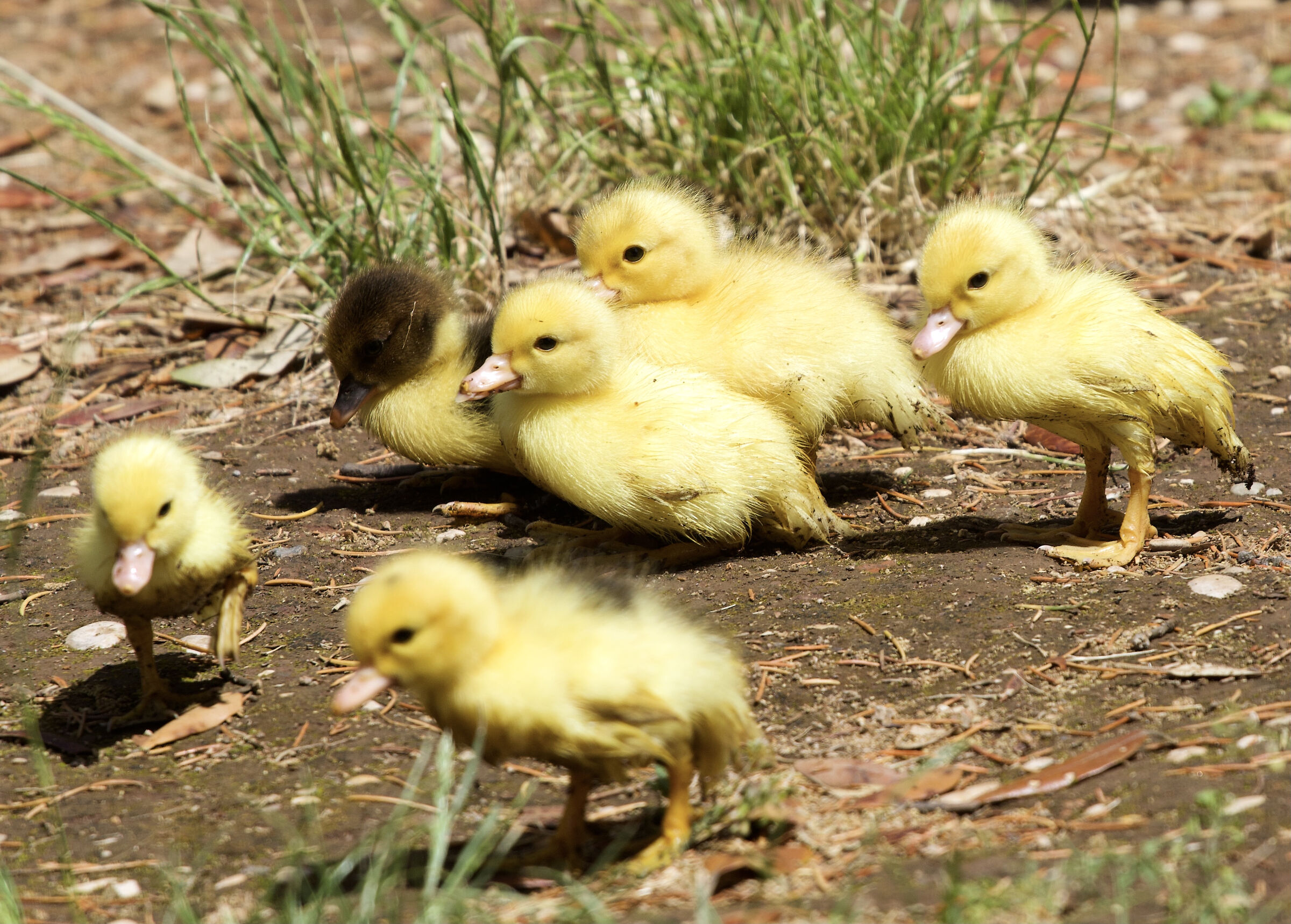 Group of ducklings
