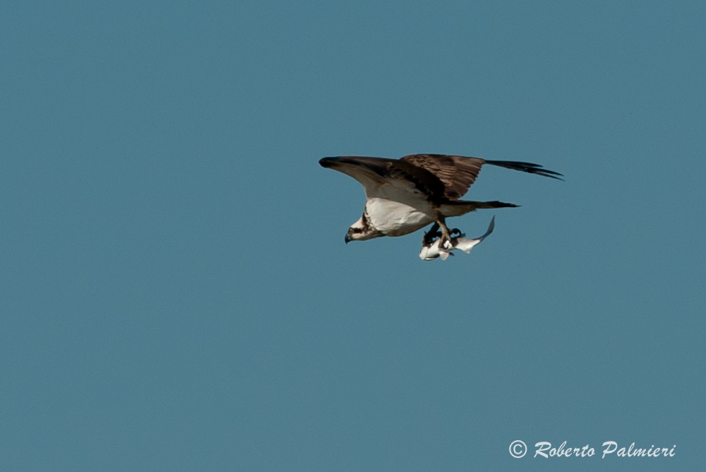 Falco pescatore con preda