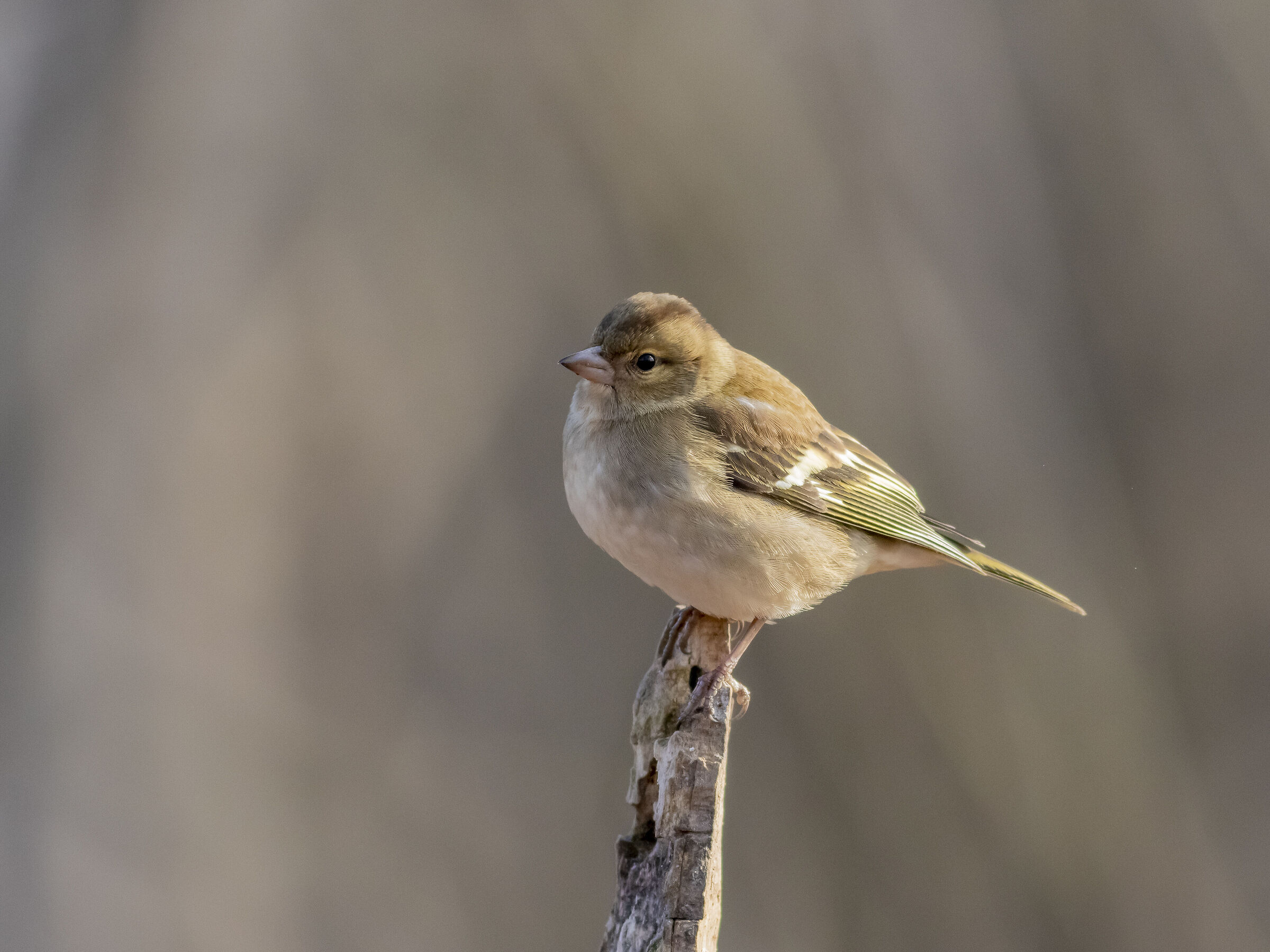 Female finch