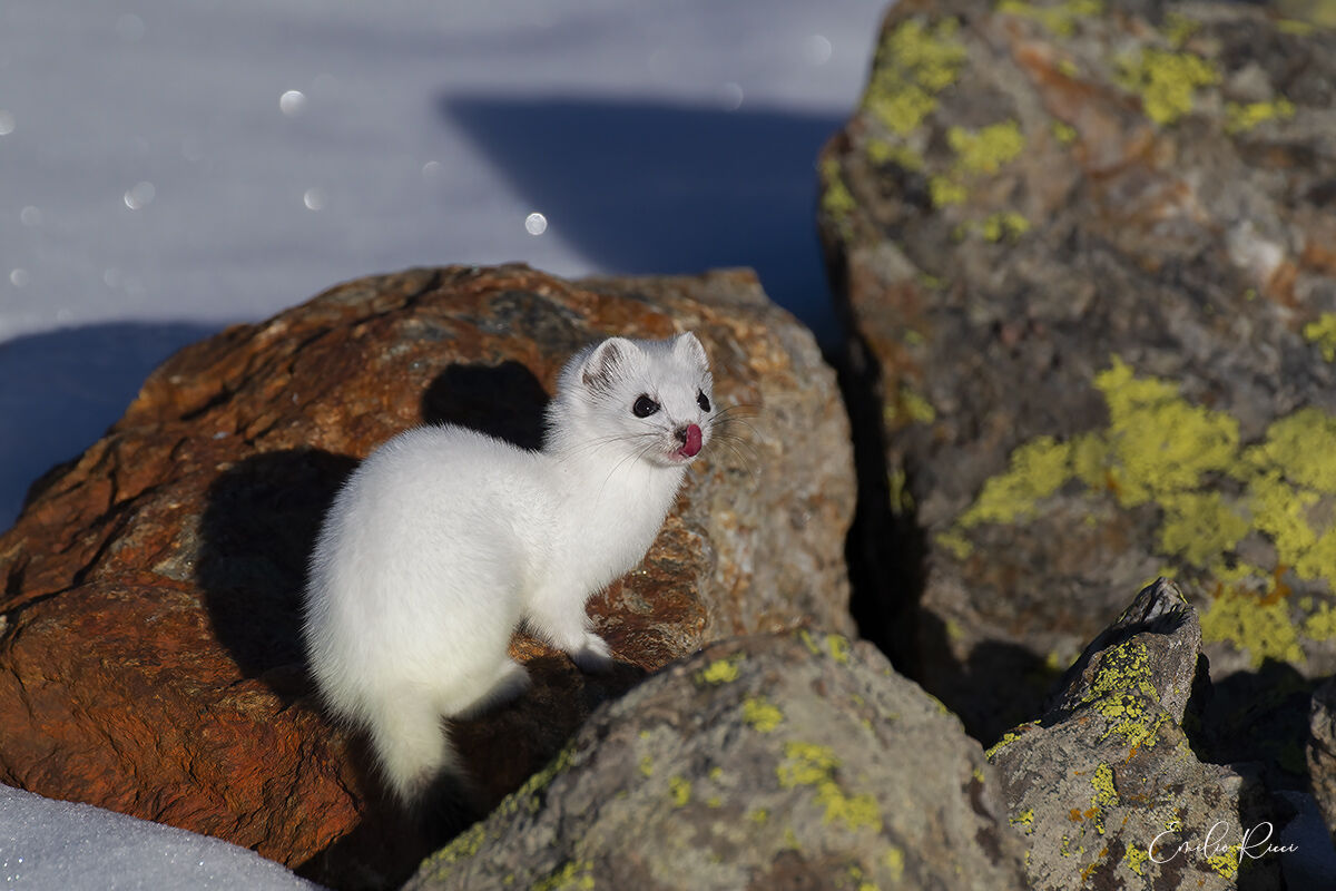 Ermine