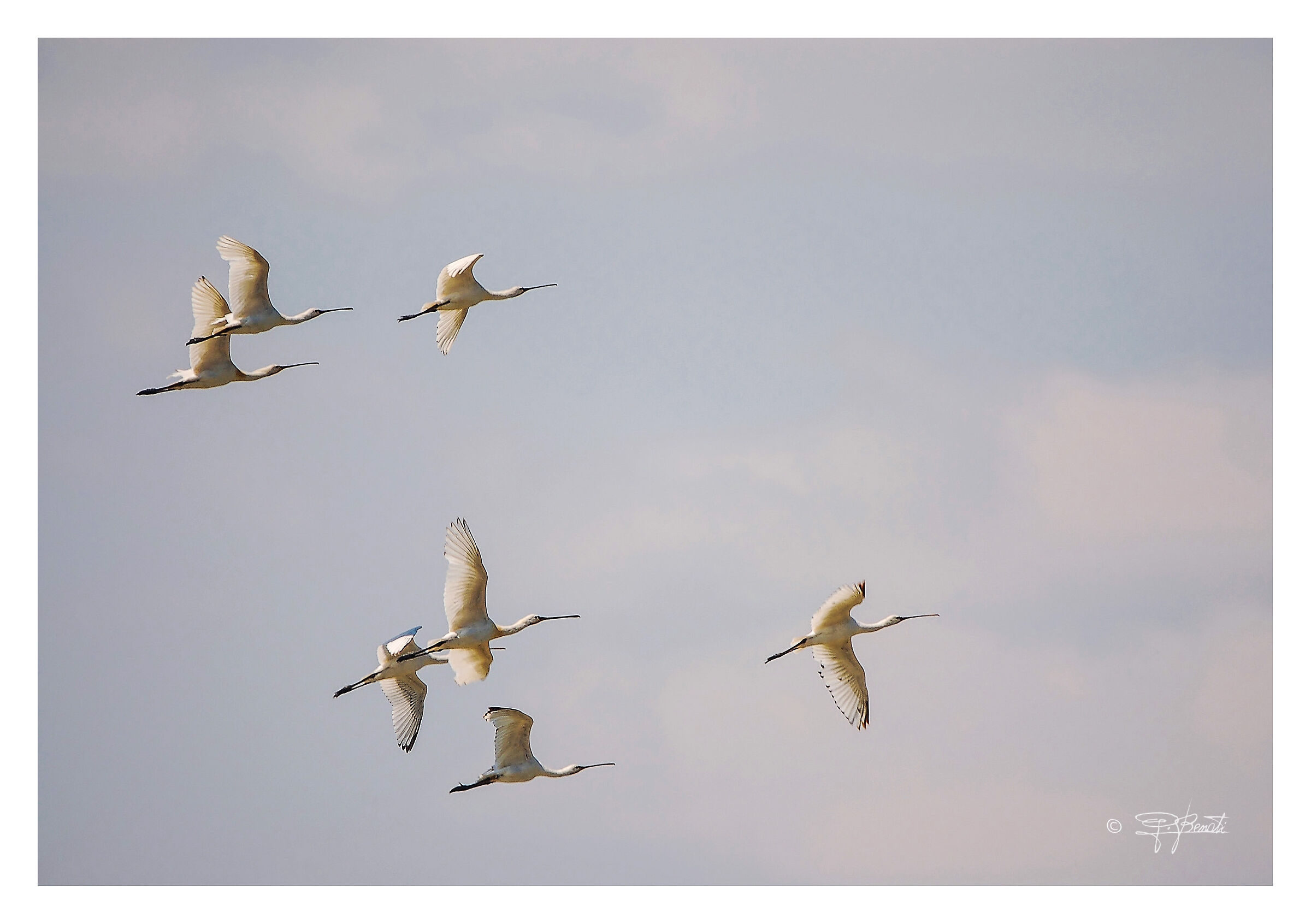 Spatulas in flight