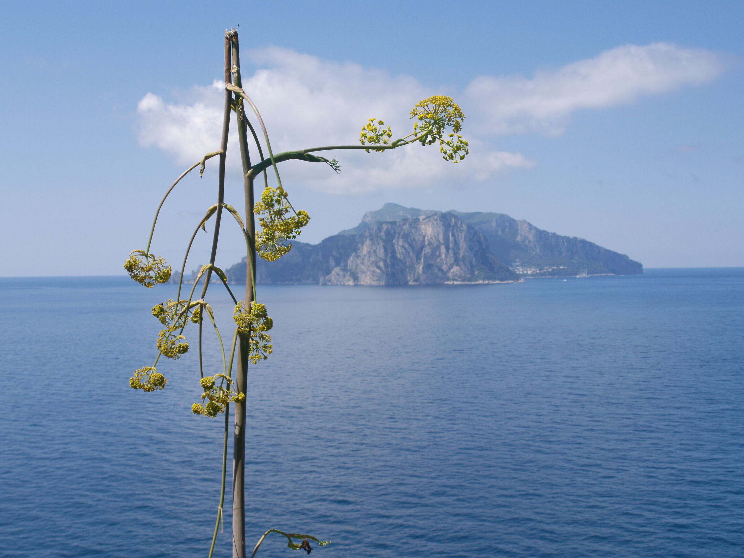 finocchietto selvatico e capri da punta monte san costa