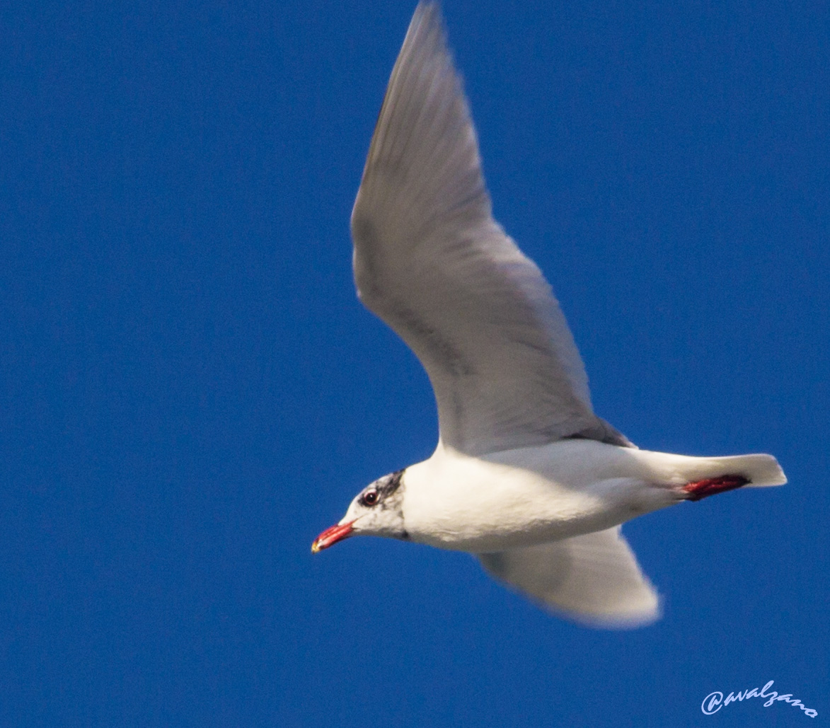 Ridibundus Larus (gull)