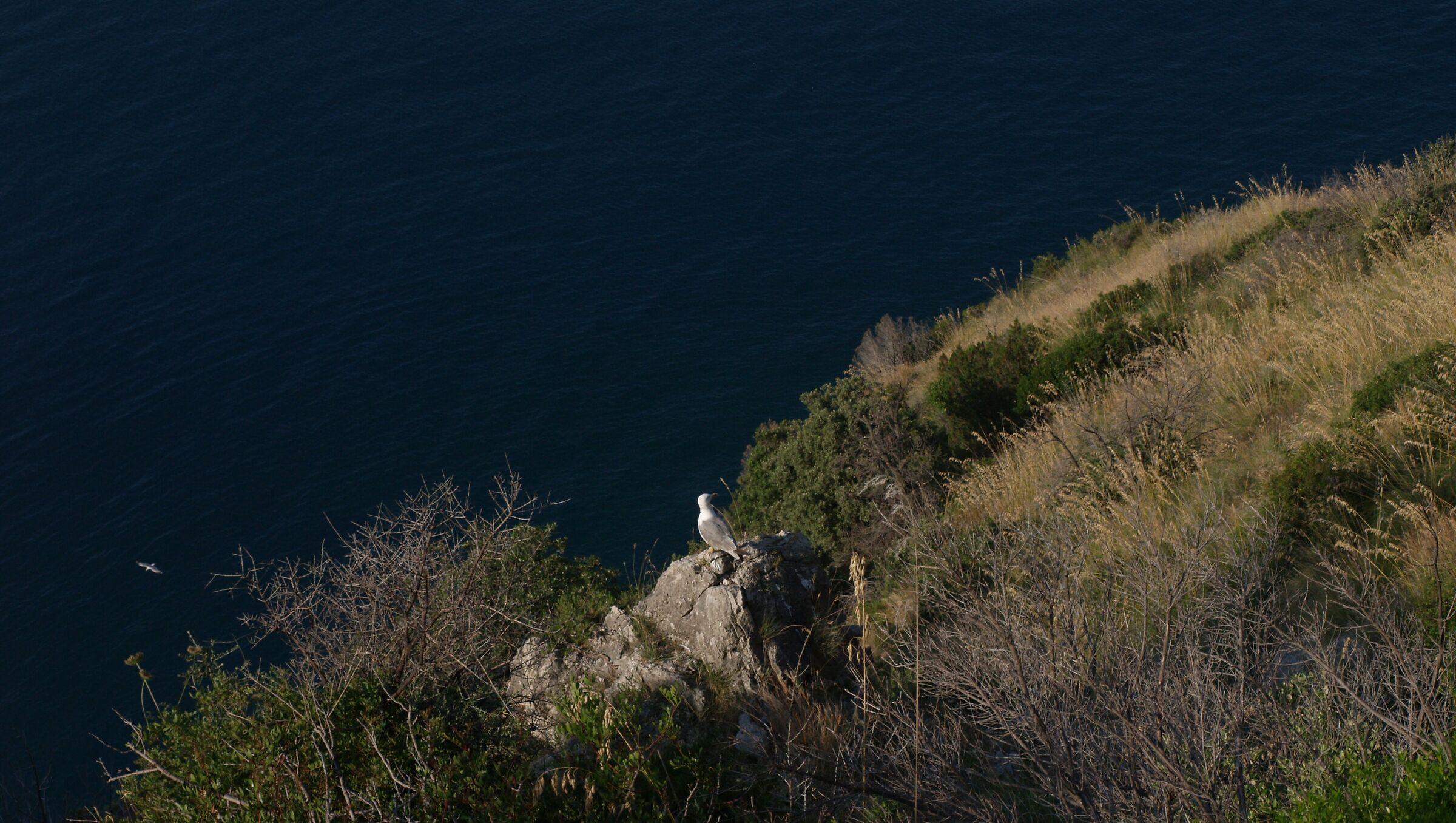 gabbiano a capo d'orso
