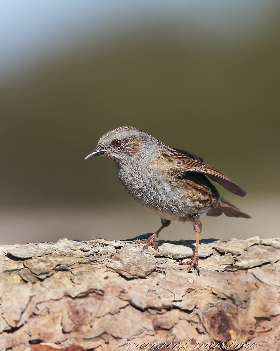 Passera scop aiola (Prunella modularis)