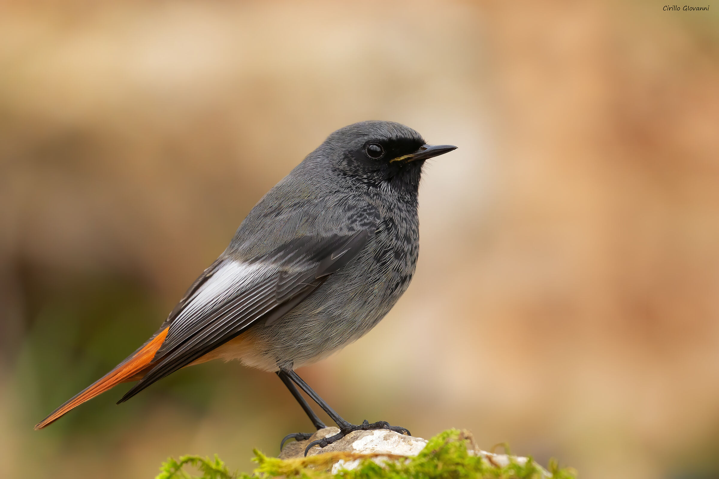 codirosso spazzacamino maschio