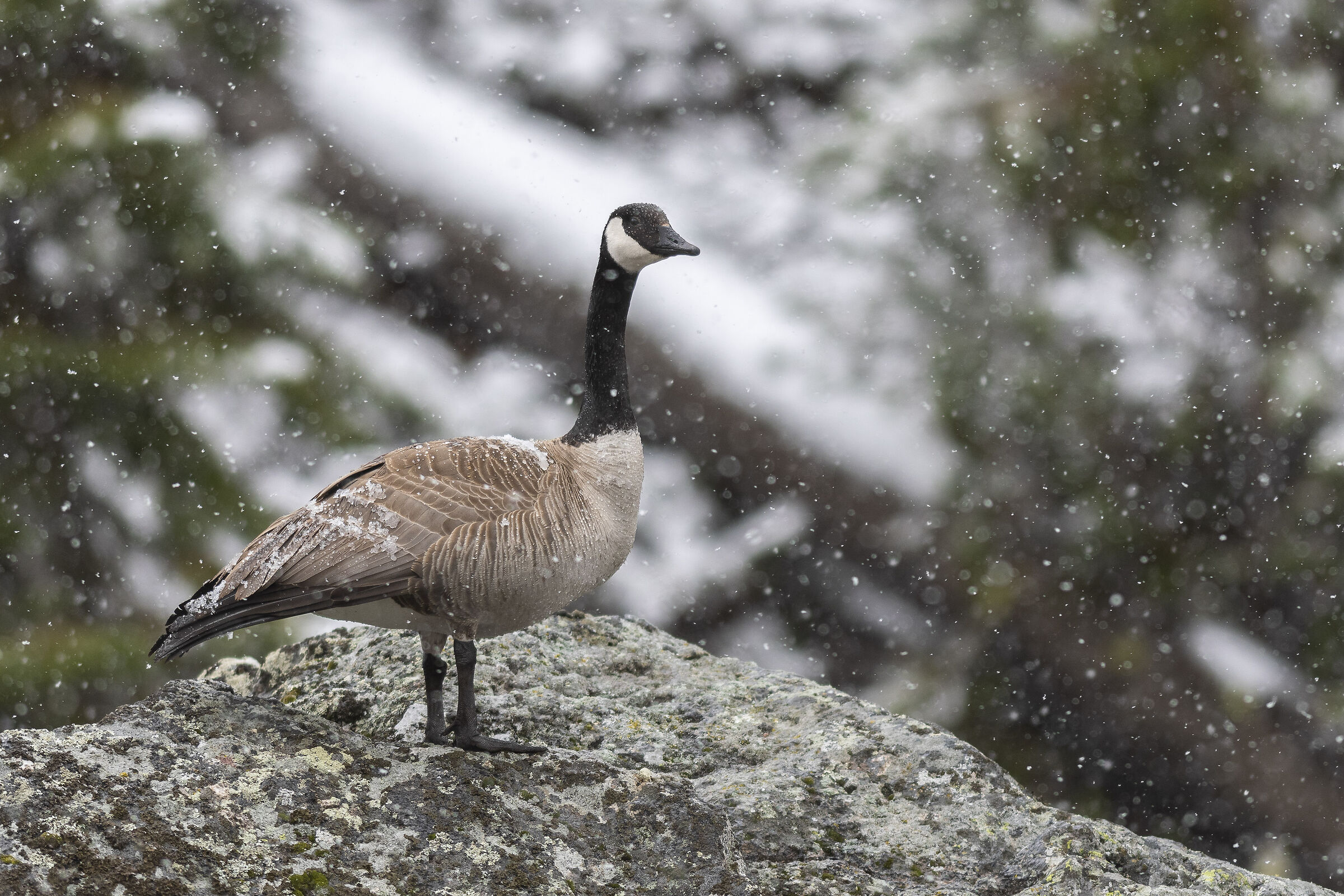 branta canadensis