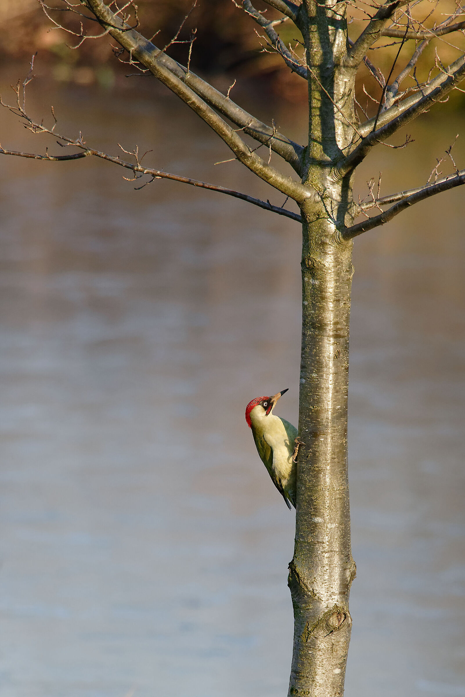 Green Woodpecker