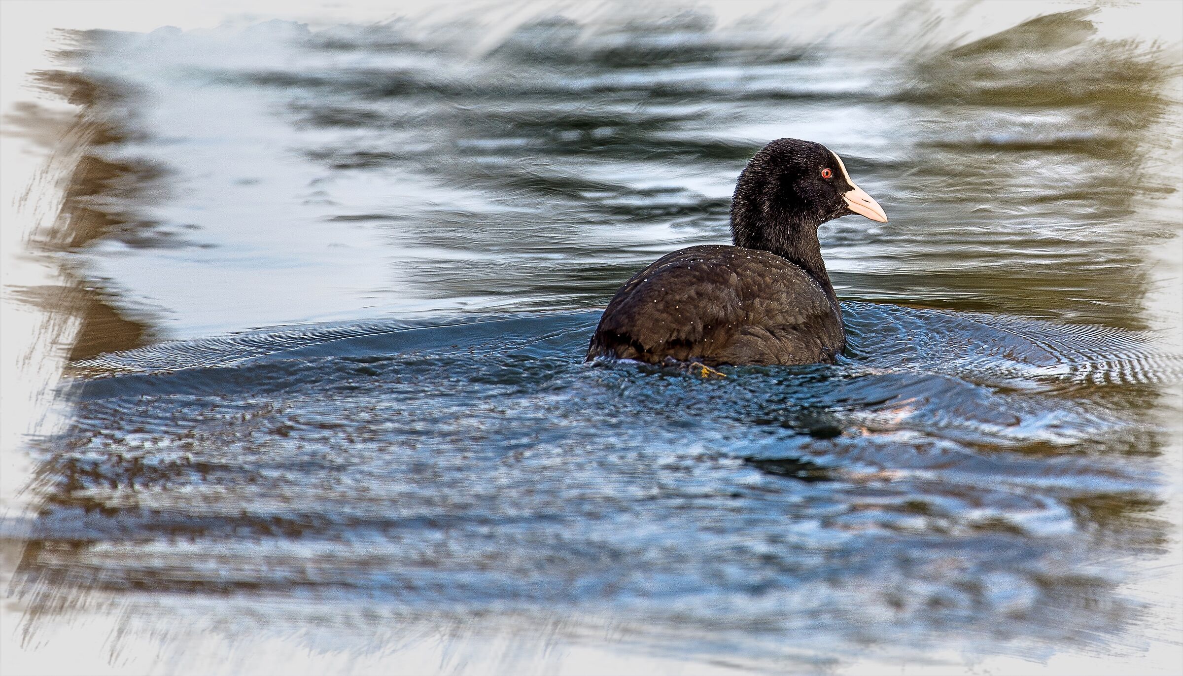 THE COOT