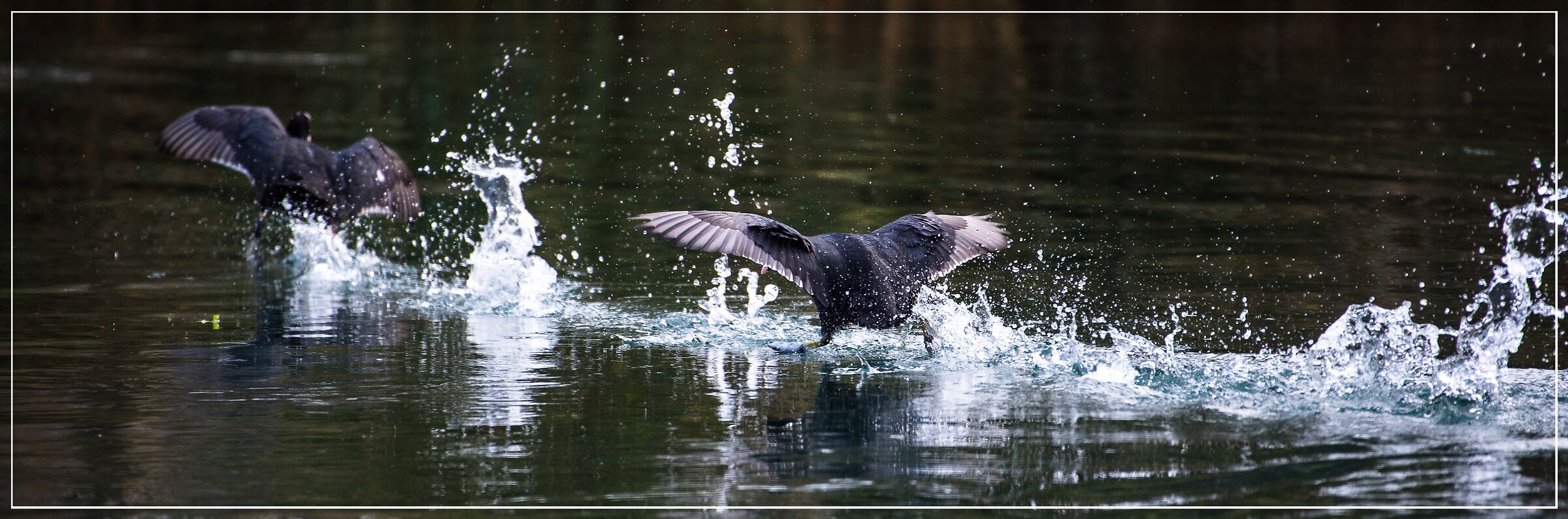 THE COOT