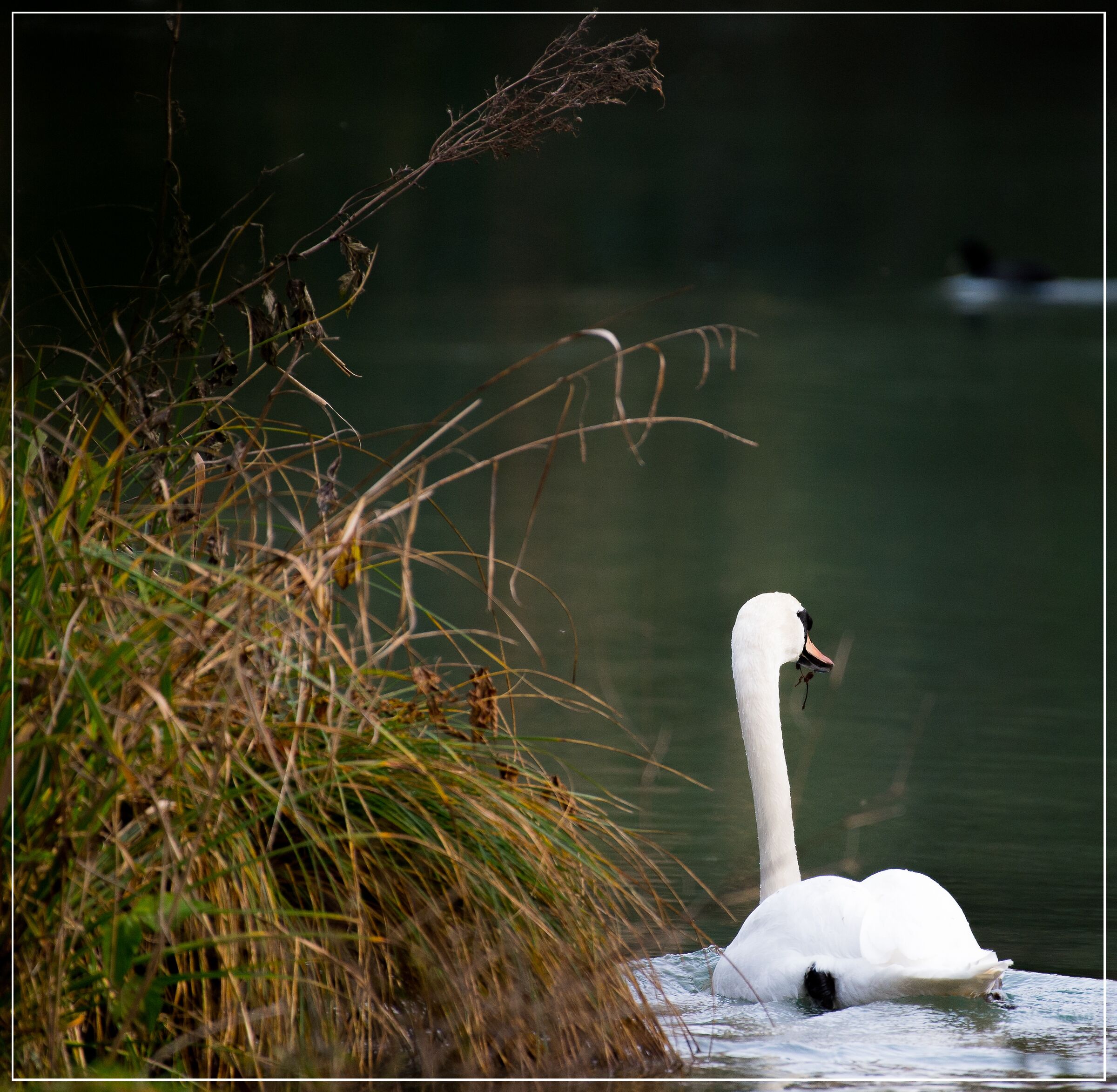 ROYAL GERMANIC SWAN