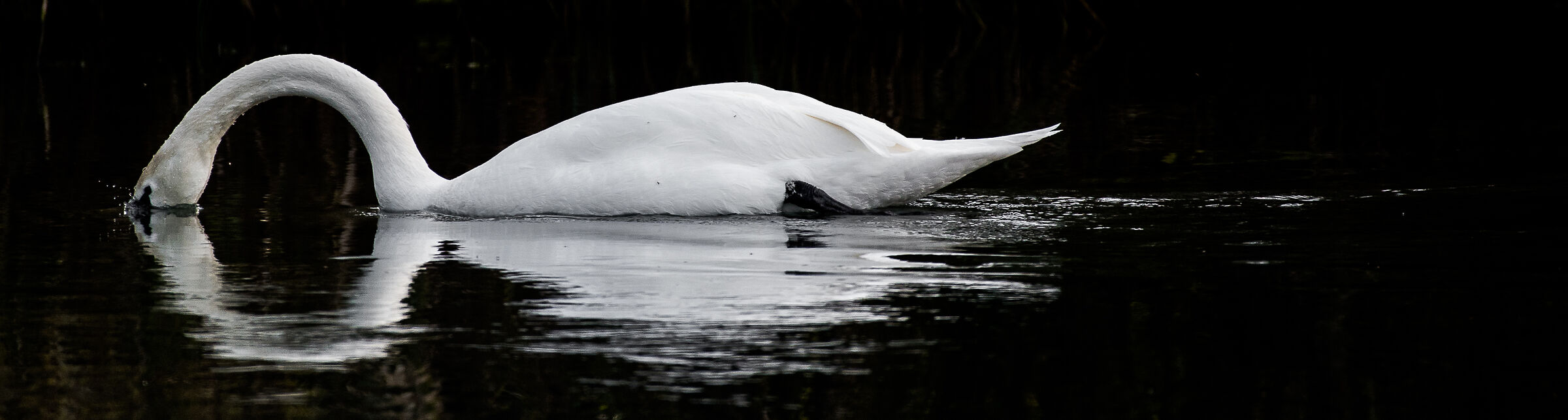 ROYAL GERMANIC SWAN