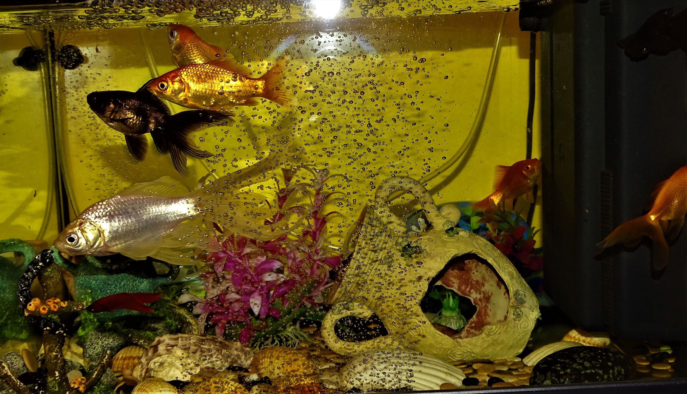 acquario di acqua dolce...