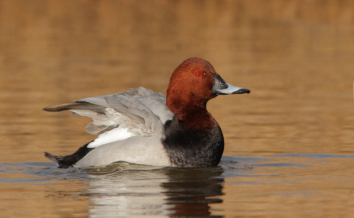 Pochard