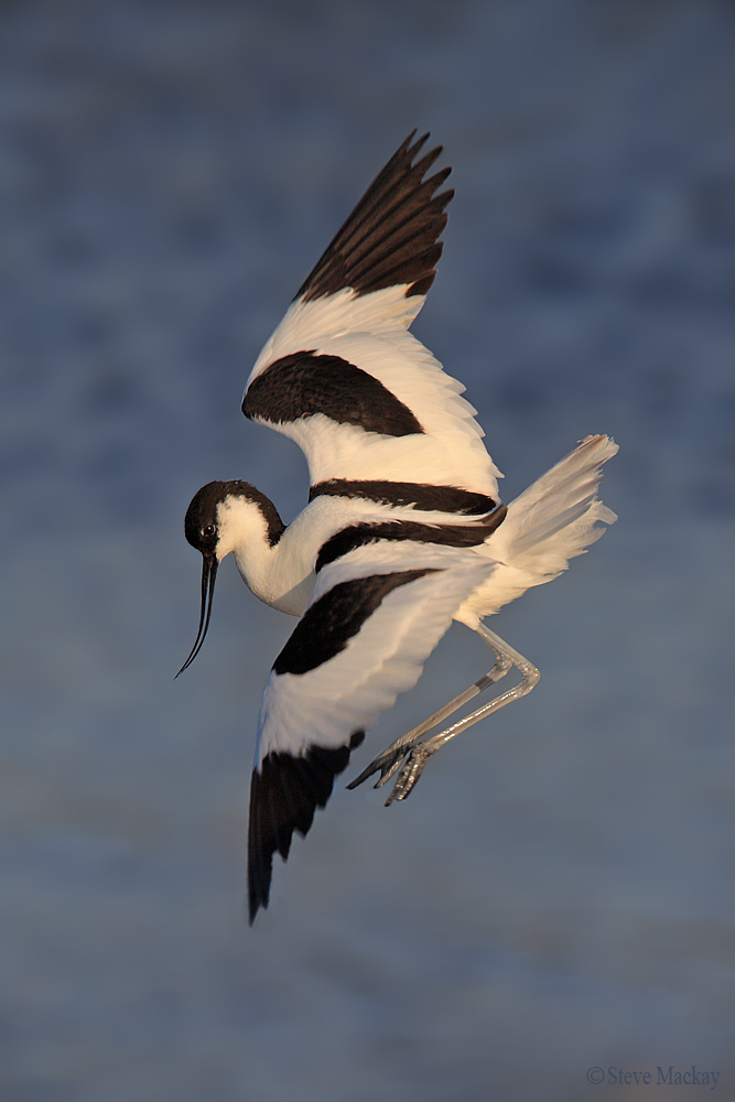 Avocet Pied in volo