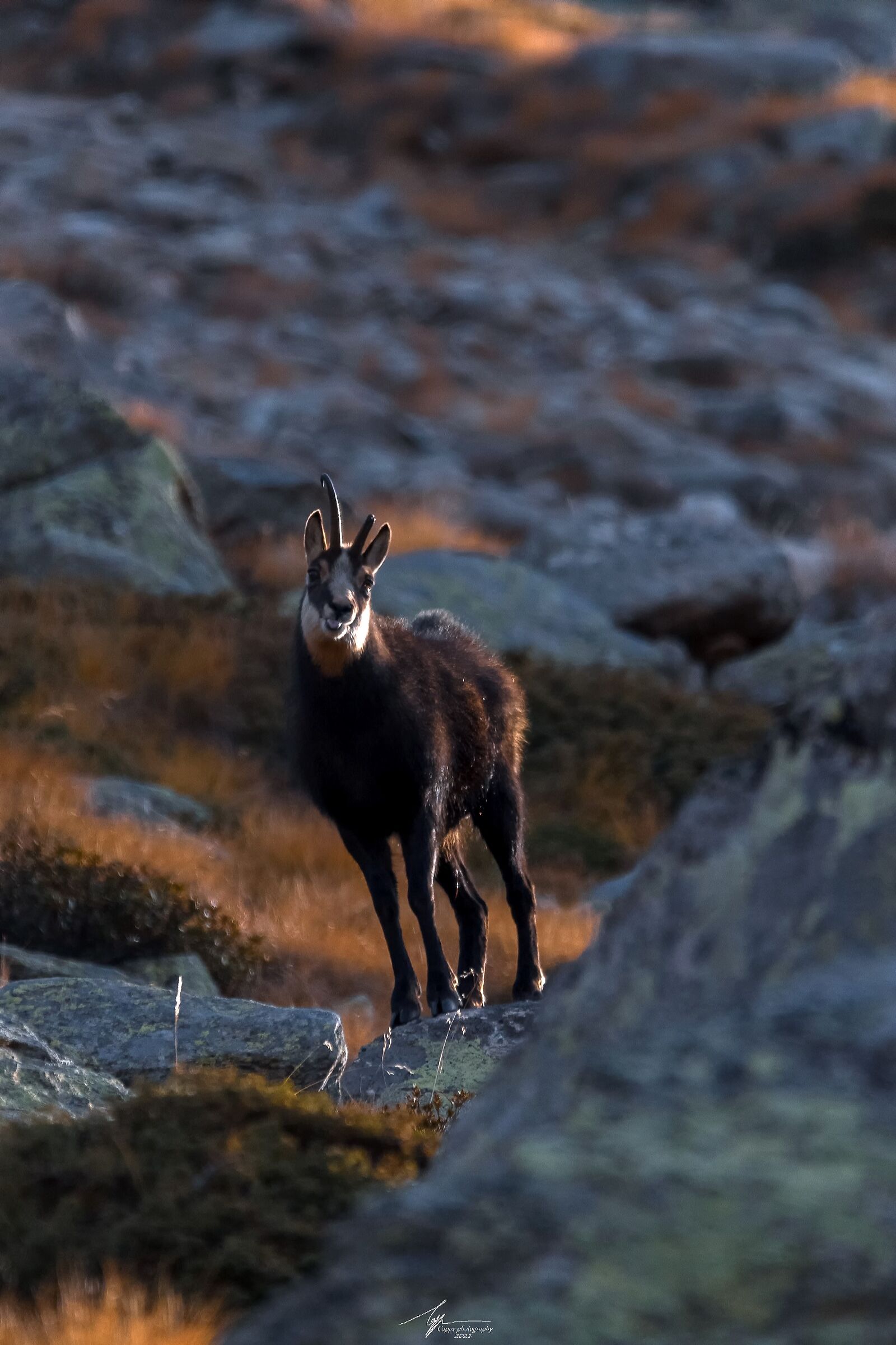 Simpatico camoscio alle prime luci dell'alba