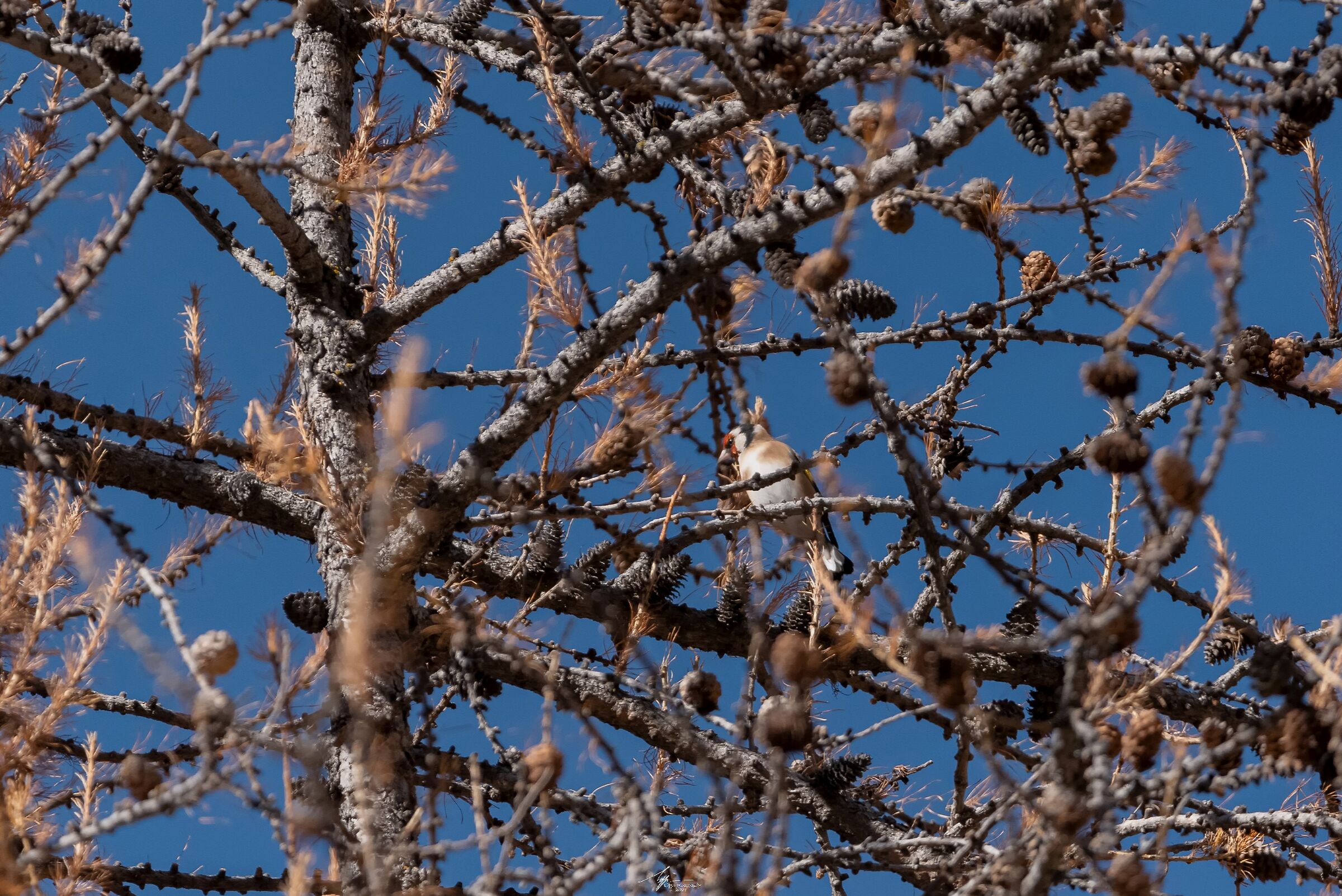 Cardellino (Carduelis Carduelis - L.)