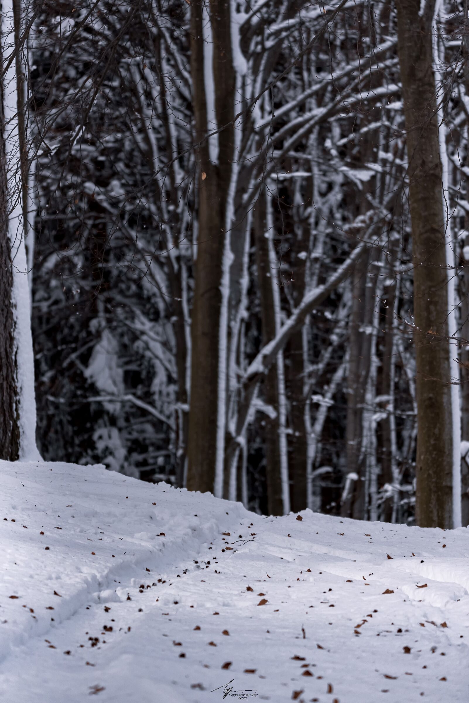 Sentiero innevato - Fraz. Bossola, Netro, BI