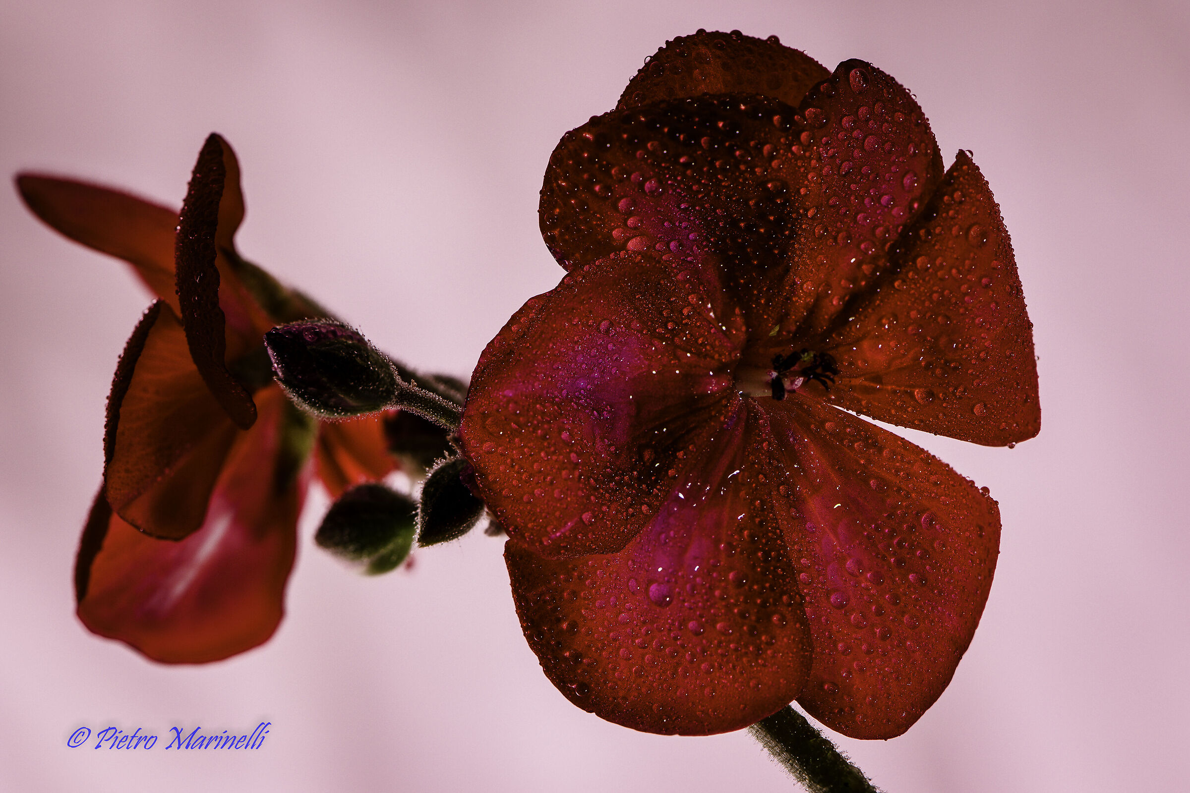 Geranium