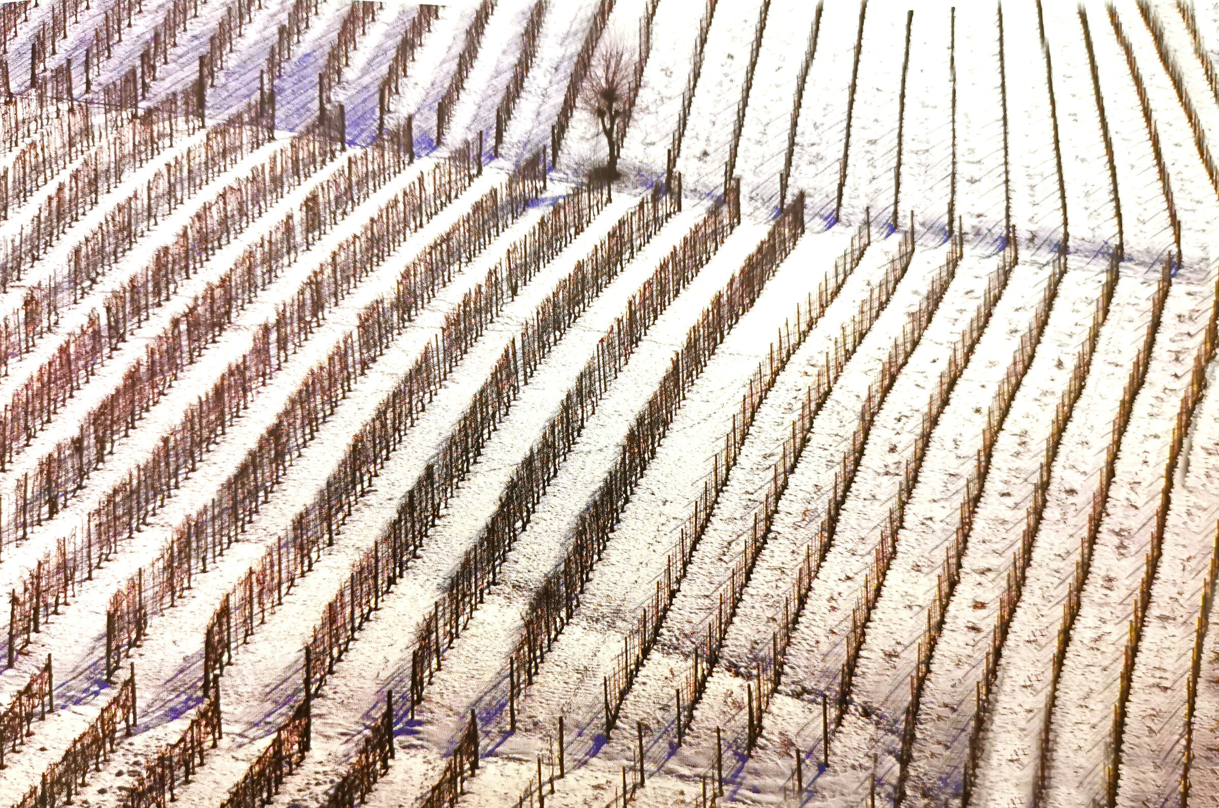 Filari di uve bianche