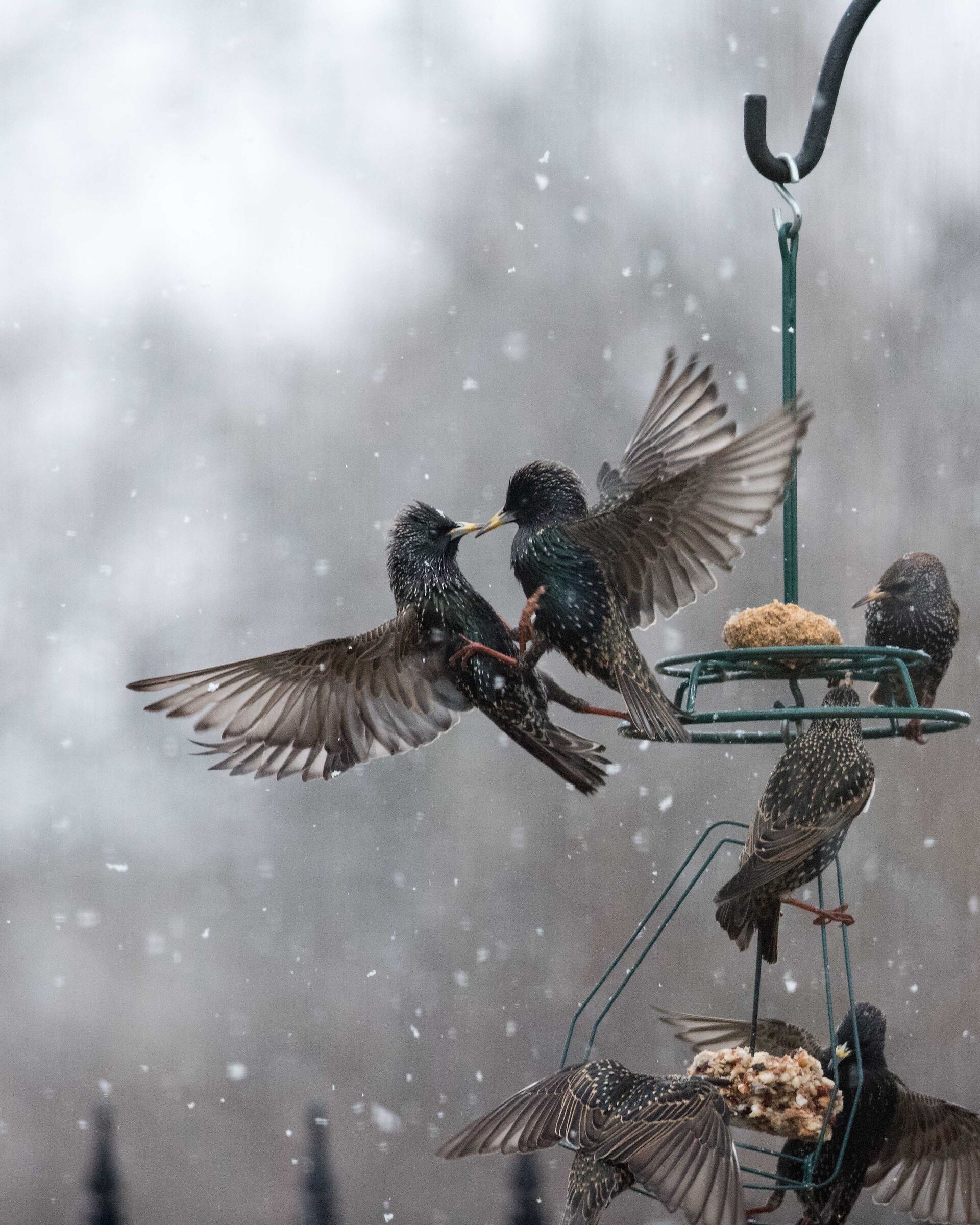 Starlings first snow flurries of 2021