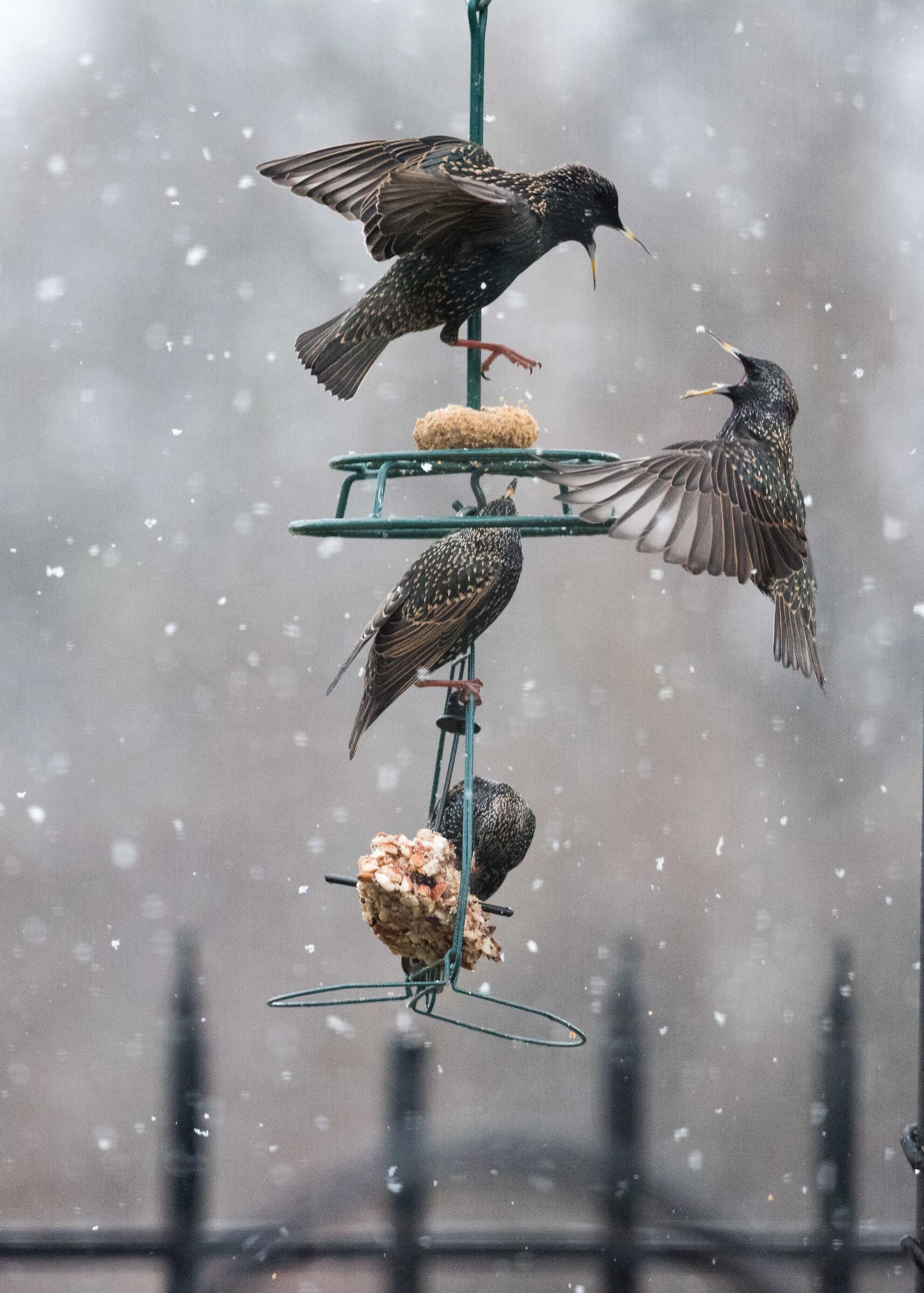 Starlings first snow flurries of 2021 II
